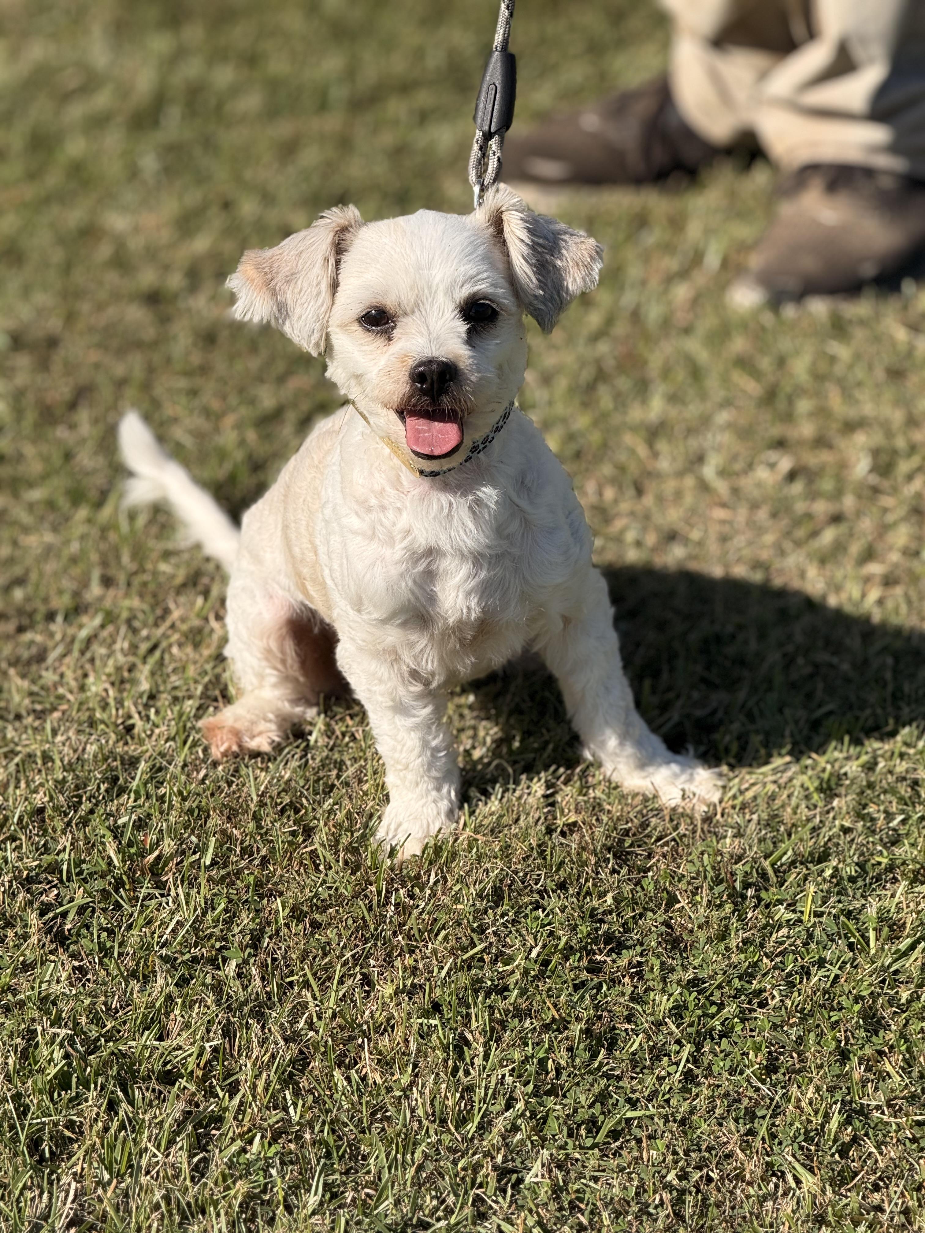 Lulu Glacier, an adoptable Maltipoo in Texarkana, TX, 75501 | Photo Image 4