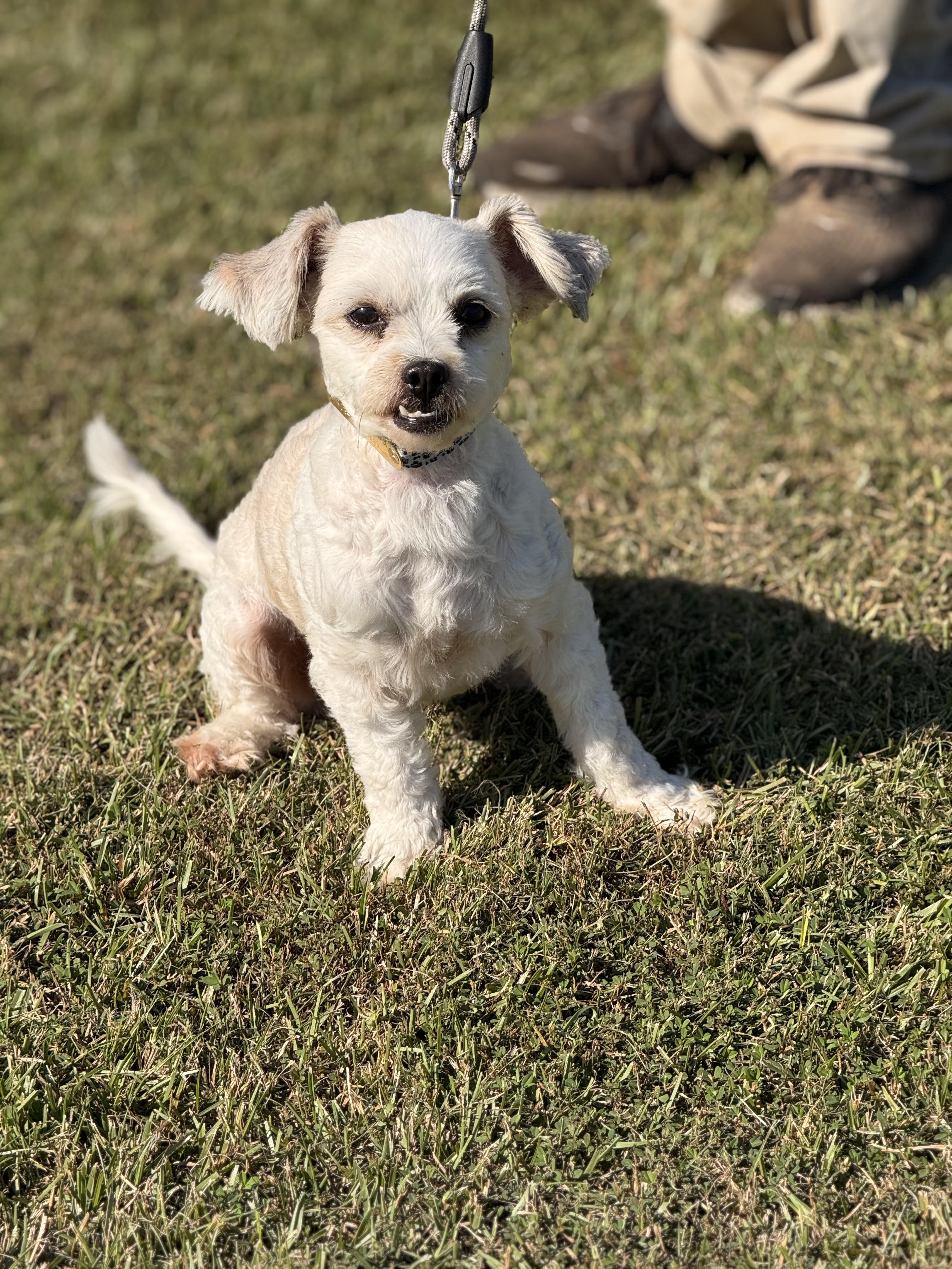 Lulu Glacier, an adoptable Maltipoo in Texarkana, TX, 75501 | Photo Image 6