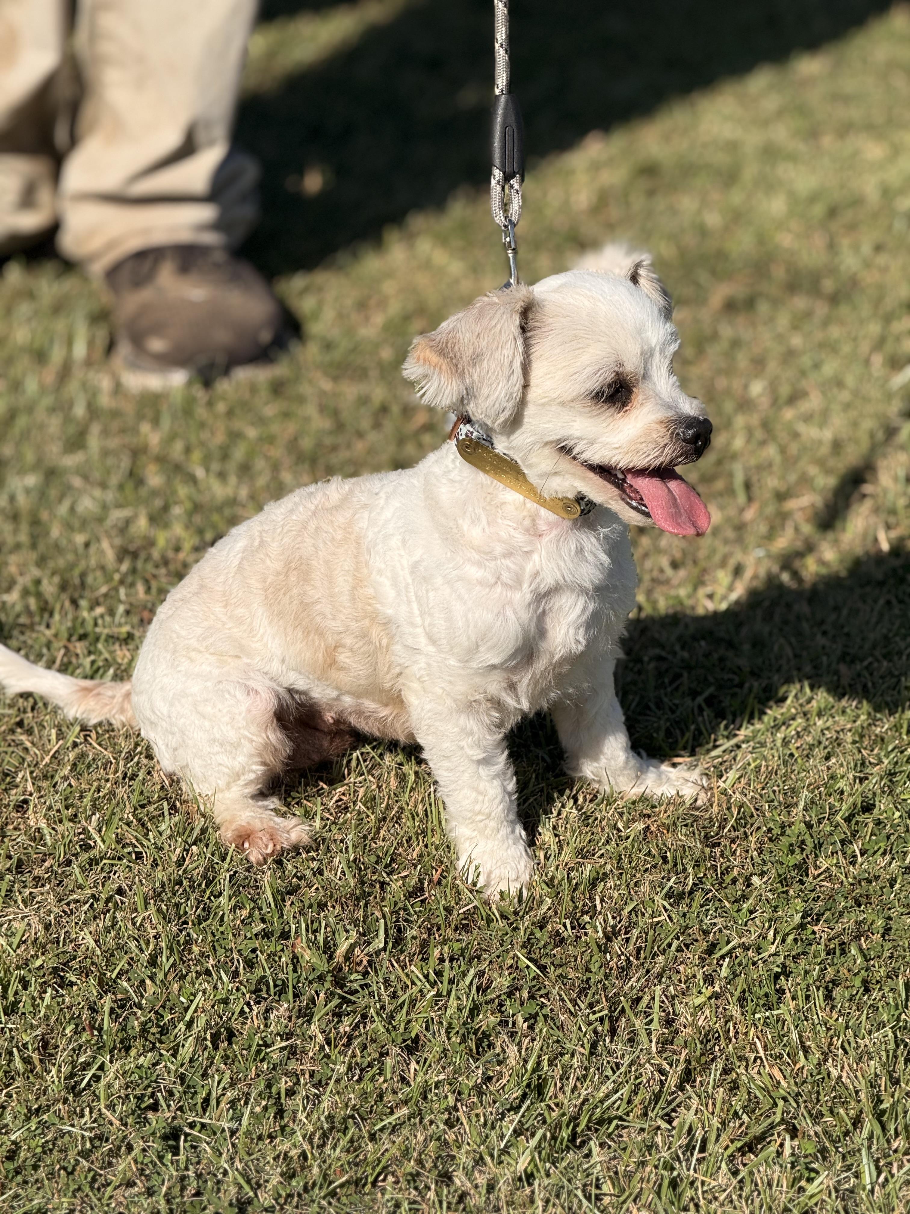 Lulu Glacier, an adoptable Maltipoo in Texarkana, TX, 75501 | Photo Image 5