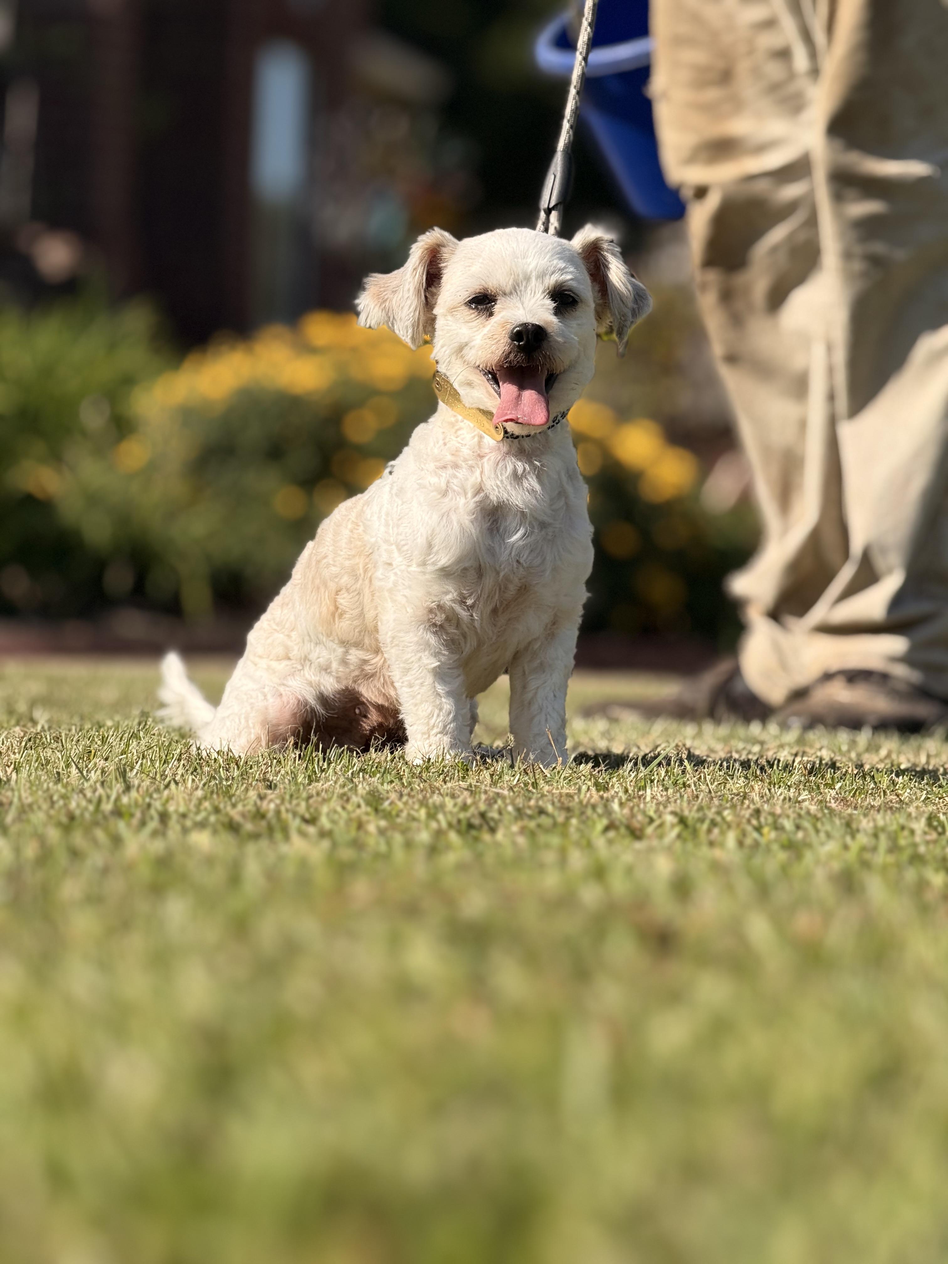 Lulu Glacier, an adoptable Maltipoo in Texarkana, TX, 75501 | Photo Image 3