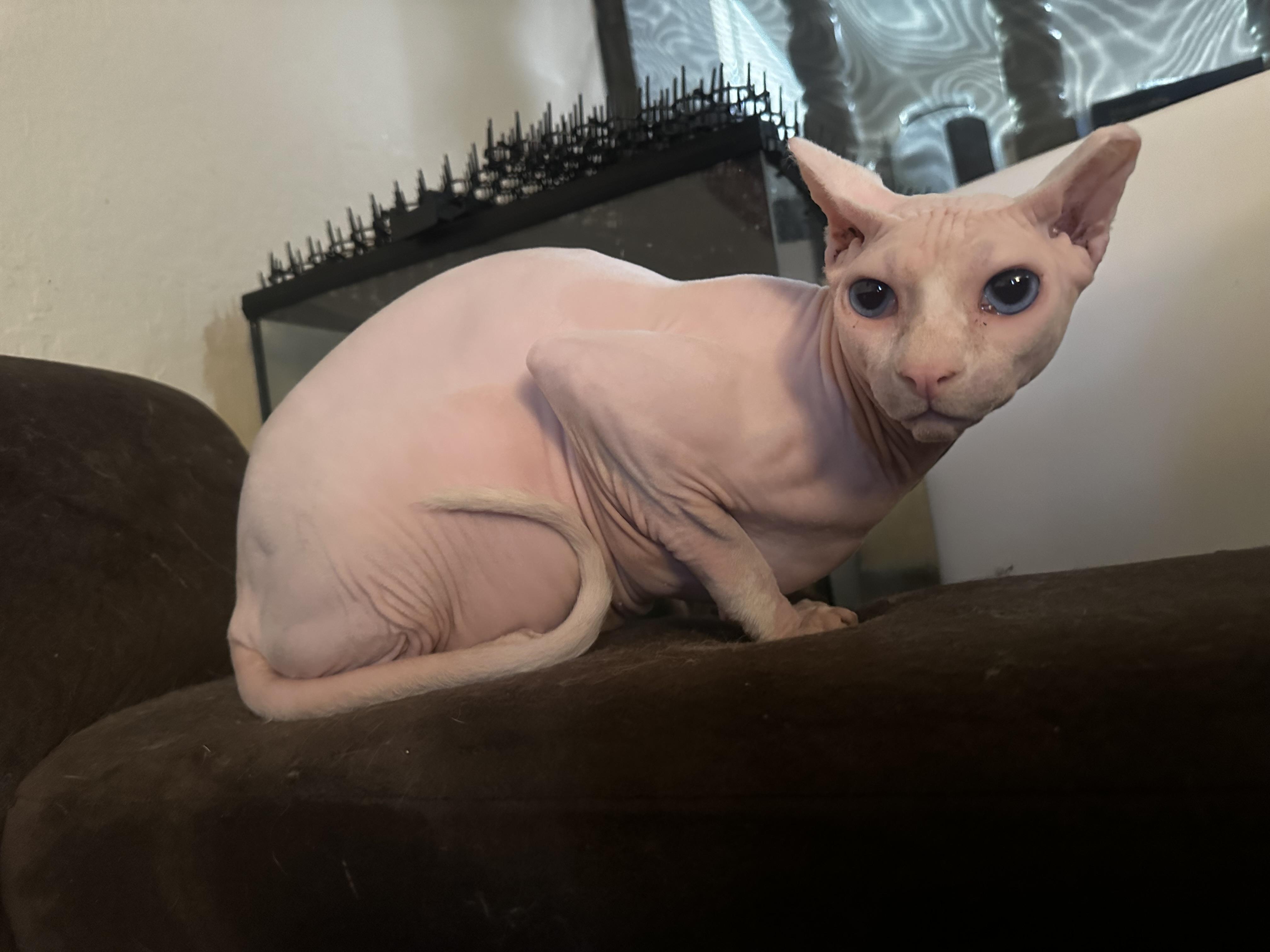 Sphynx Cat Behaviour: Unveiling Secrets of Affectionate Pets