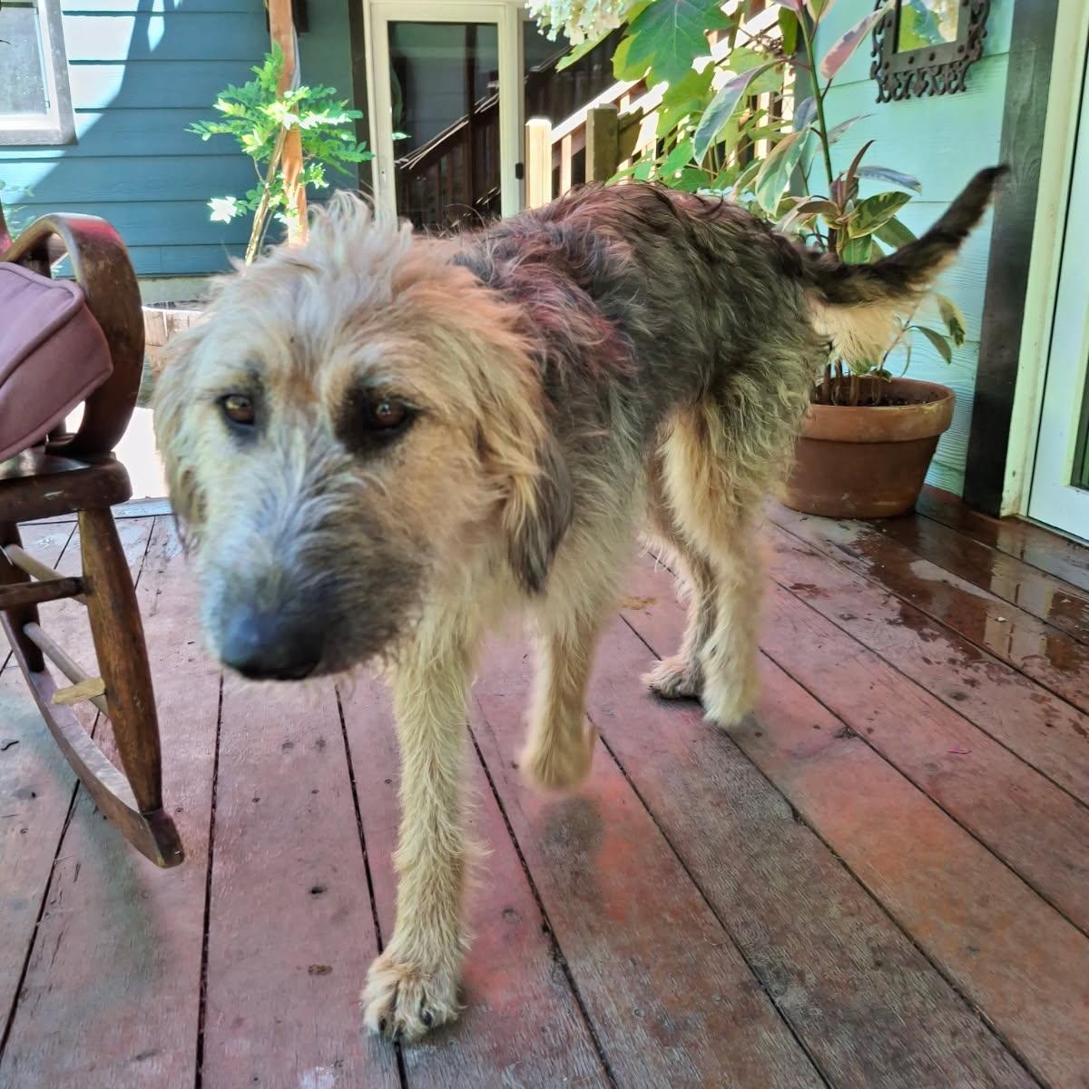 Adele - Local in OREGON, Young Female unknown