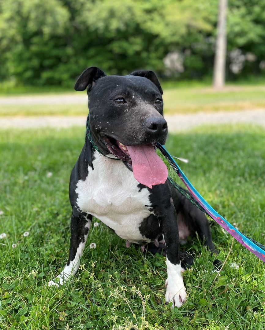 Belladonna, an adoptable Hound in Lambertville, NJ, 08530 | Photo Image 4