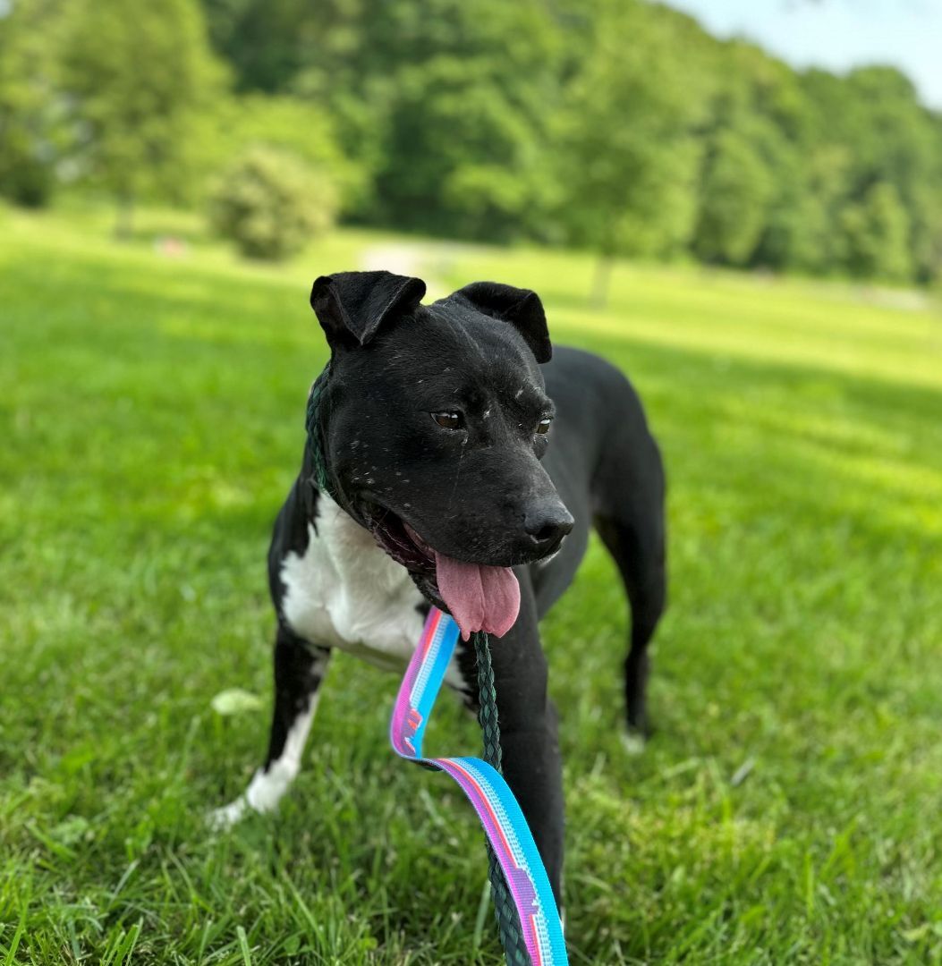 Belladonna, a Adoptable mixed breed in Lambertville, NJ image 3/10