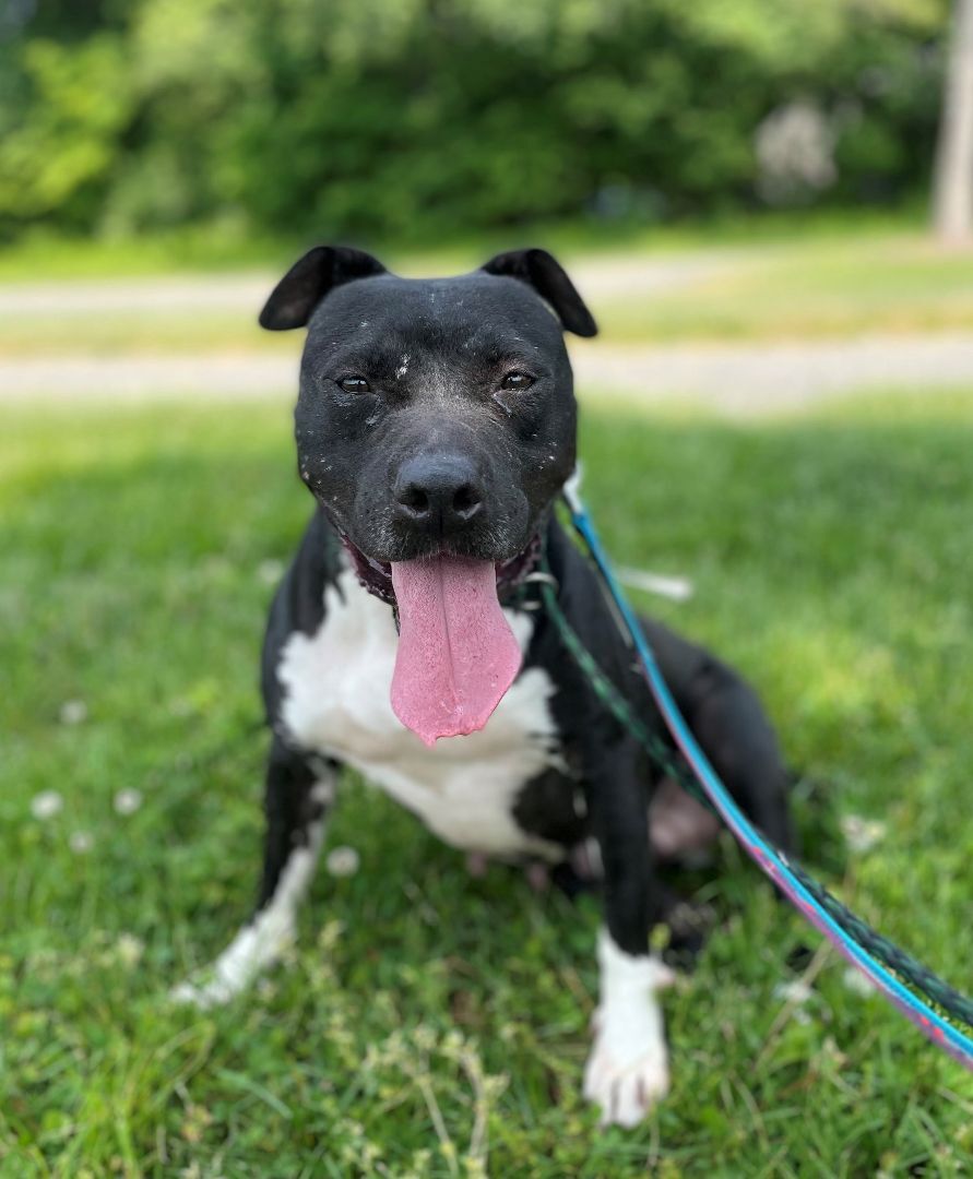 Belladonna, an adoptable Hound in Lambertville, NJ, 08530 | Photo Image 2