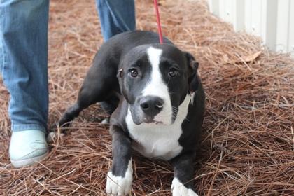 Enlarge Piplup, a Adoptable mixed breed in Brunswick, GA image 1/1