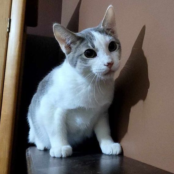 Joey, a Adoptable Domestic Short Hair in Lincolnwood, IL image 1/4