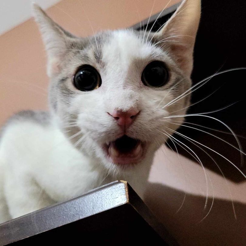 Joey — thumbnail 2