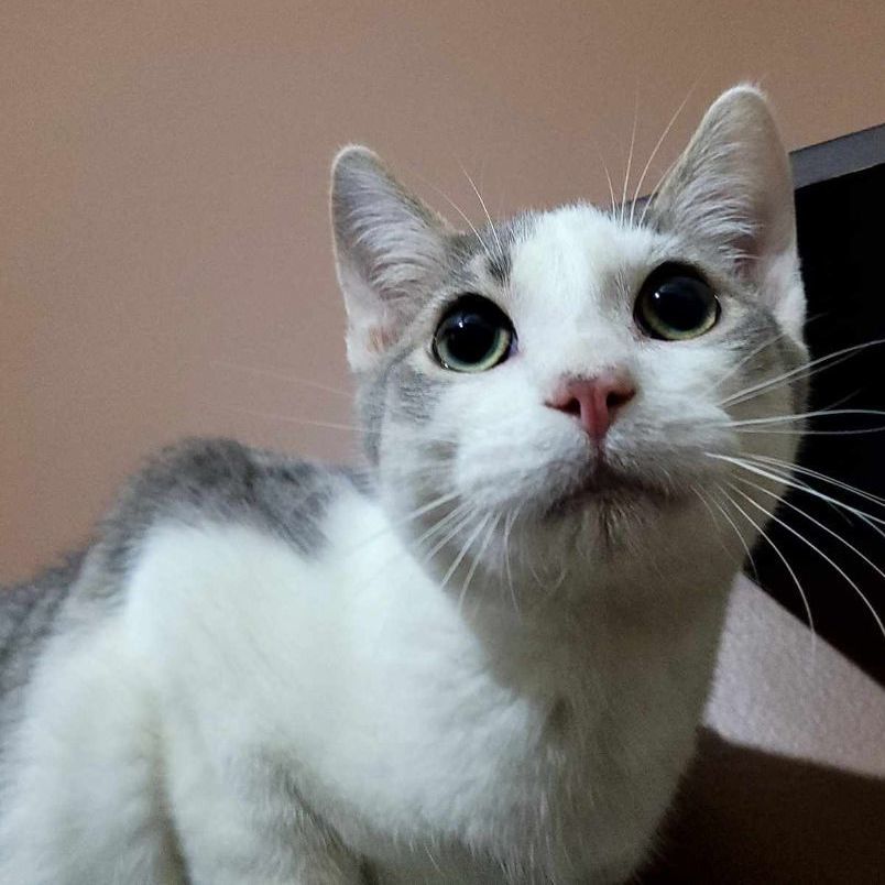 Joey, a Adoptable Domestic Short Hair in Lincolnwood, IL image 3/4