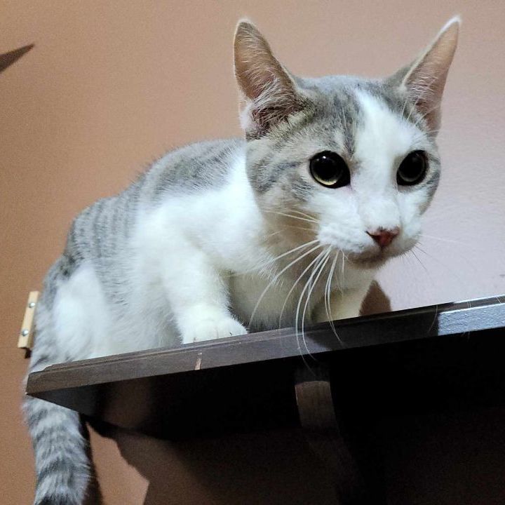 Joey, a Adoptable Domestic Short Hair in Lincolnwood, IL image 4/4