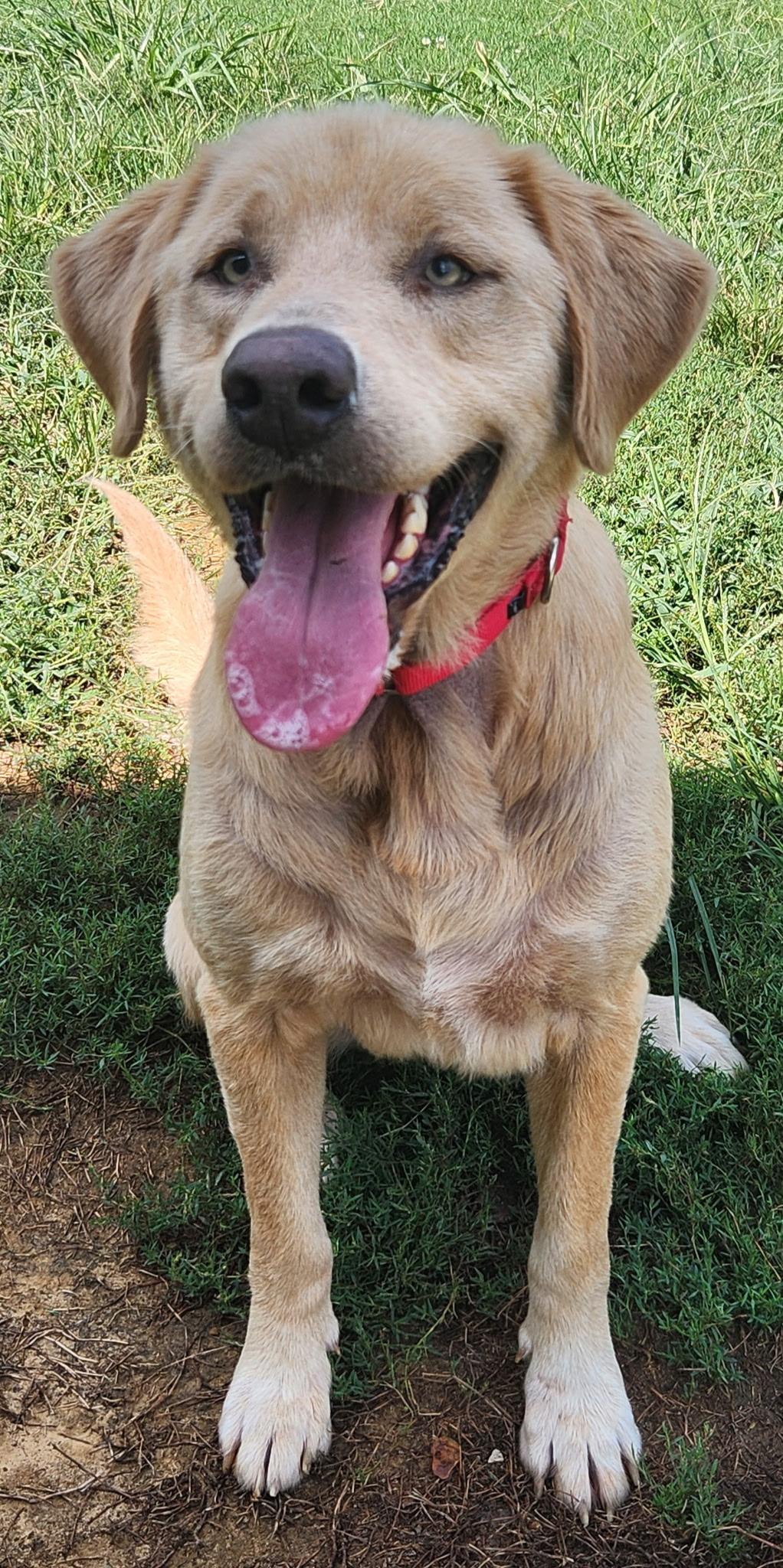 Enlarge Roscoe, an adopted mixed breed in Keokuk, IA image 1/5