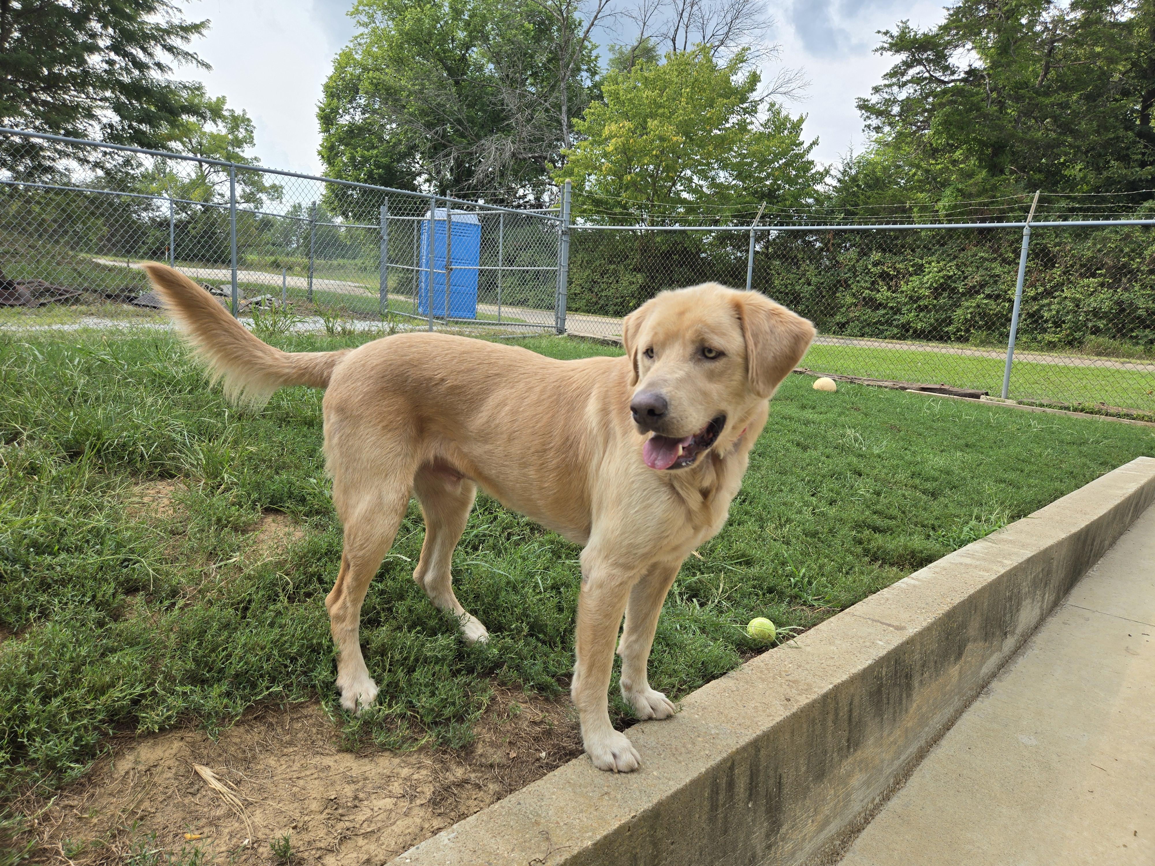 Enlarge Roscoe, an adopted mixed breed in Keokuk, IA image 3/5