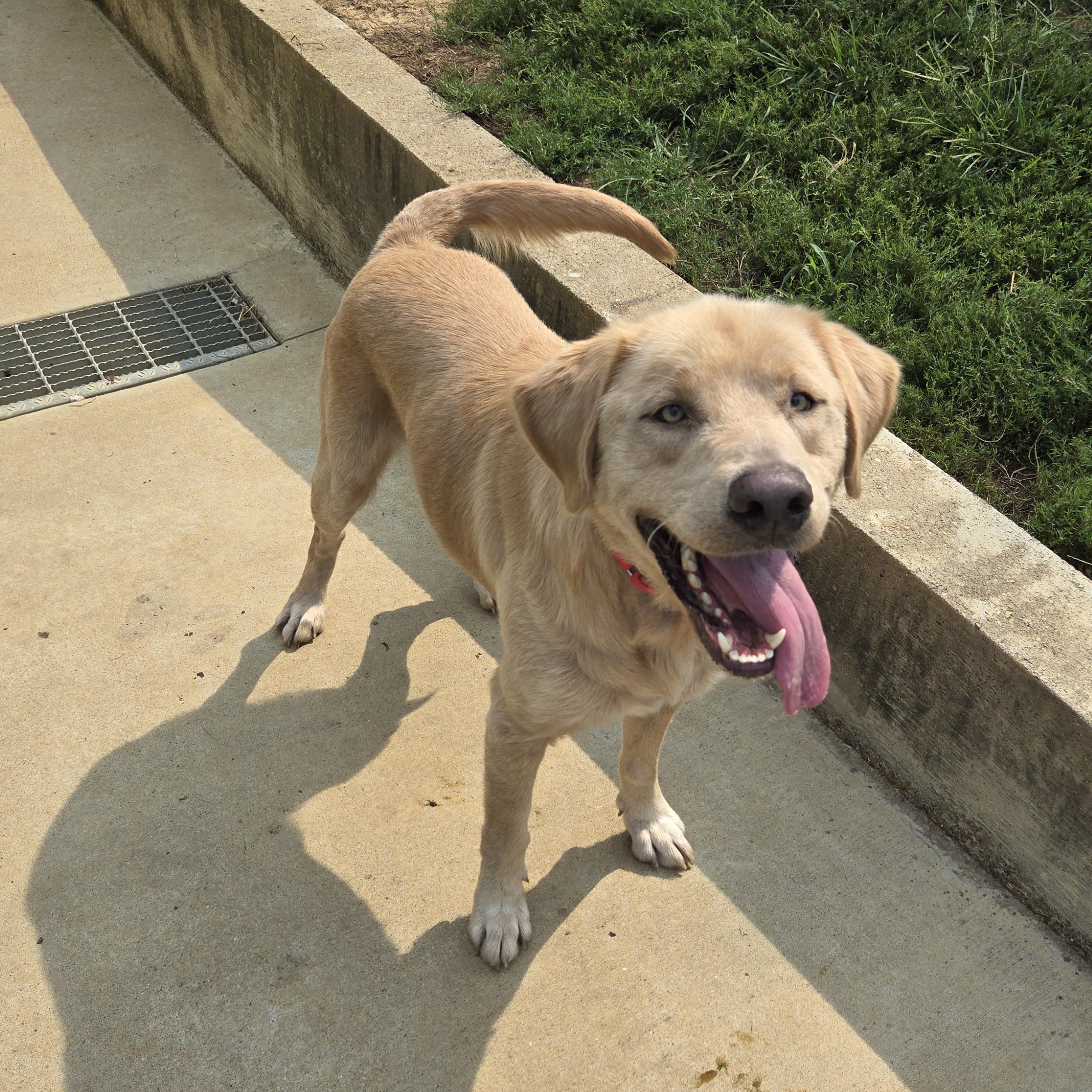 Enlarge Roscoe, an adopted mixed breed in Keokuk, IA image 5/5