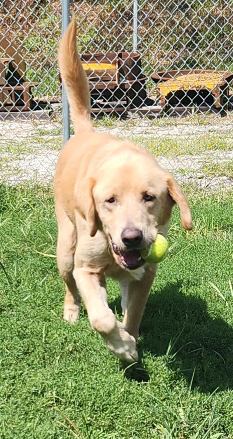 Enlarge Roscoe, an adopted mixed breed in Keokuk, IA image 2/5