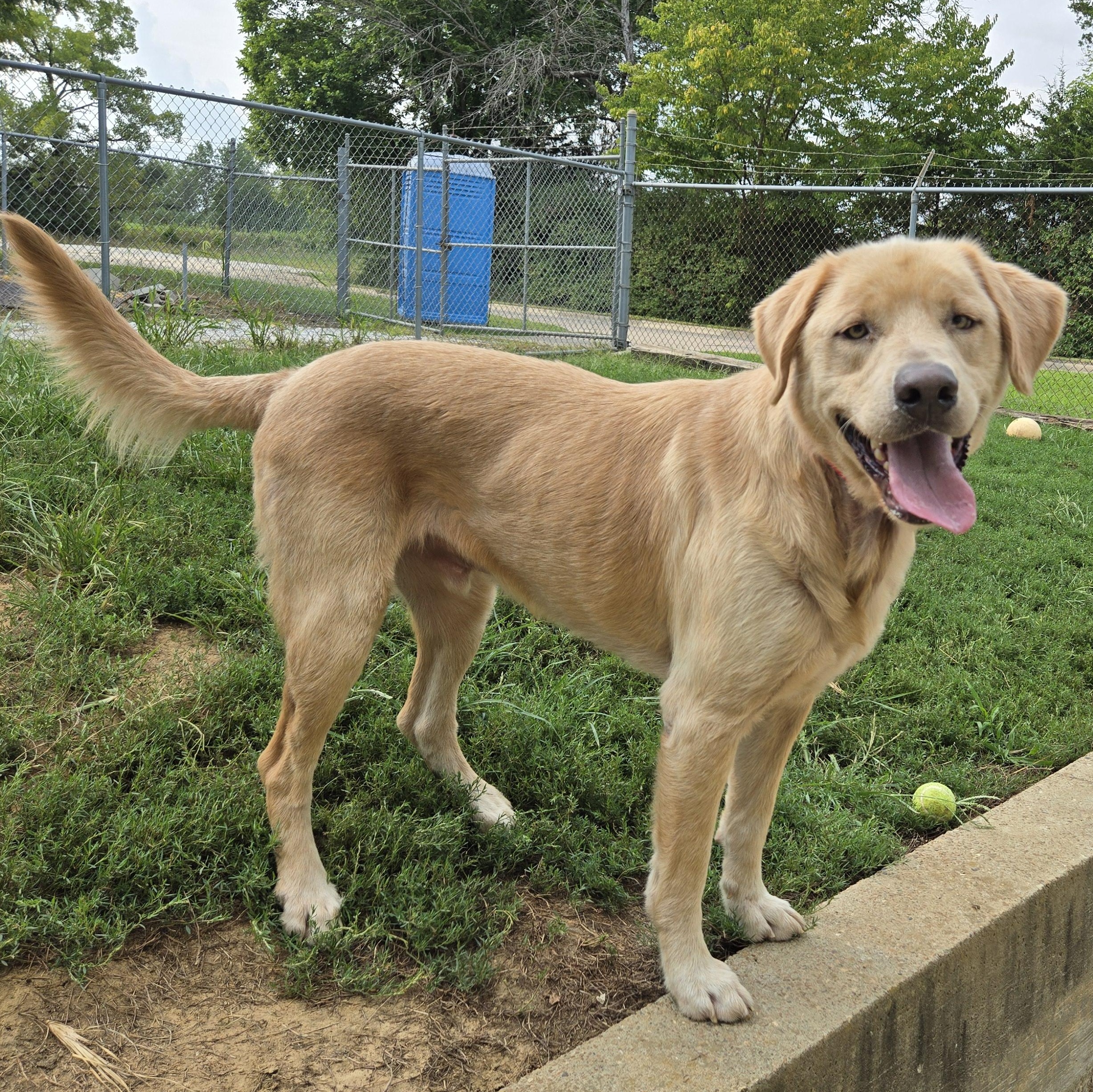 Enlarge Roscoe, an adopted mixed breed in Keokuk, IA image 4/5