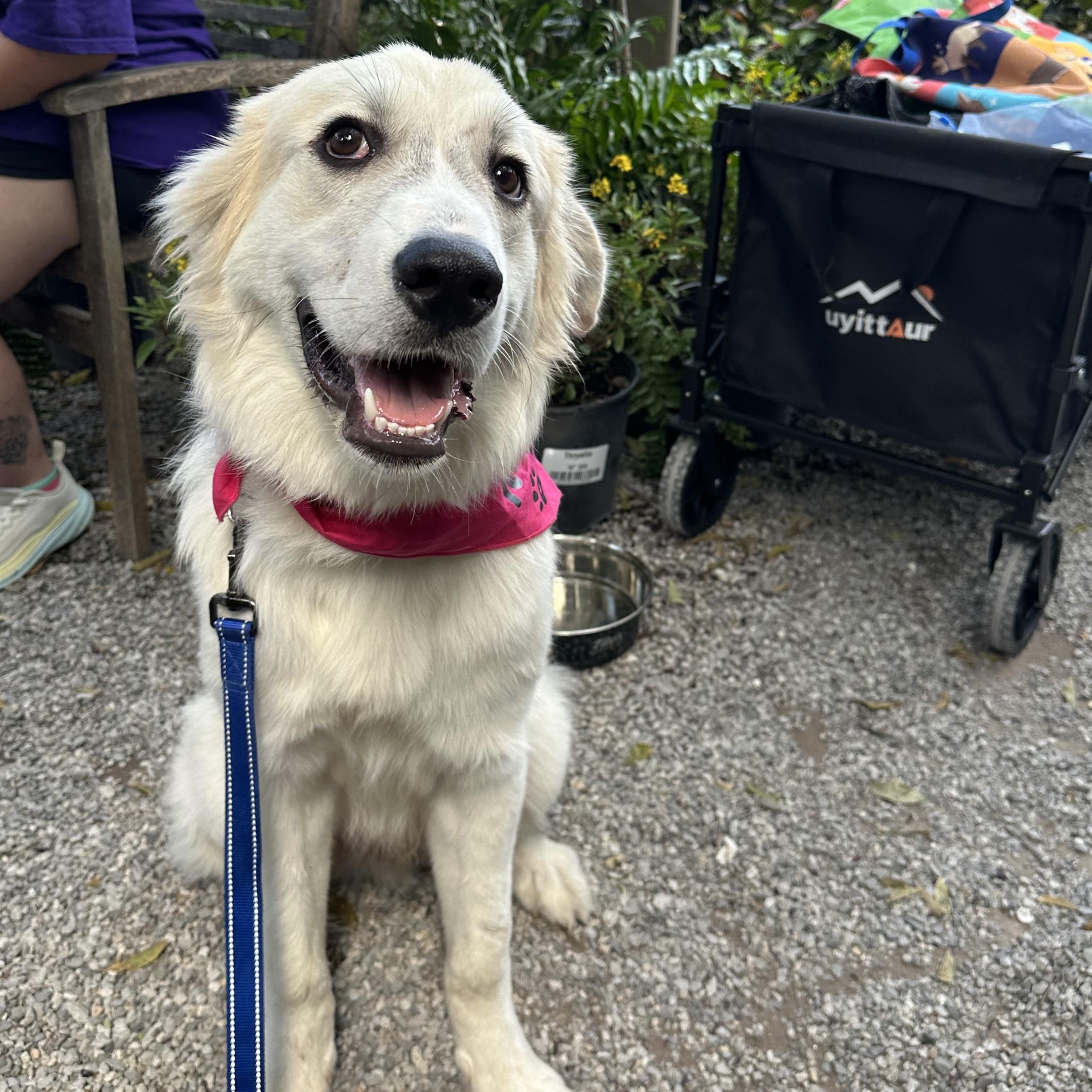 Enlarge Sailor, an adopted Great Pyrenees in New Orleans, LA image 3/6
