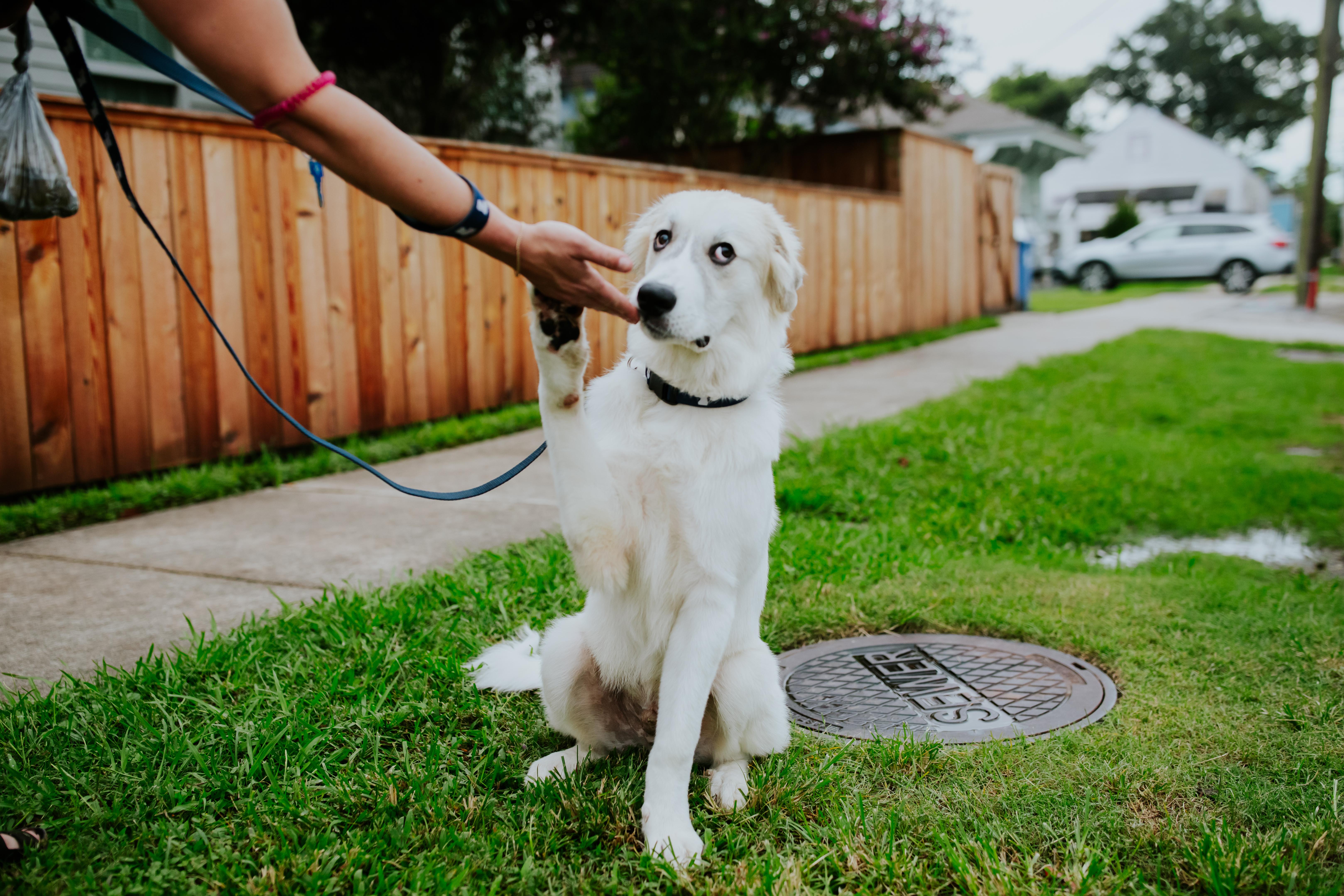 Enlarge Sailor, an adopted Great Pyrenees in New Orleans, LA image 4/6