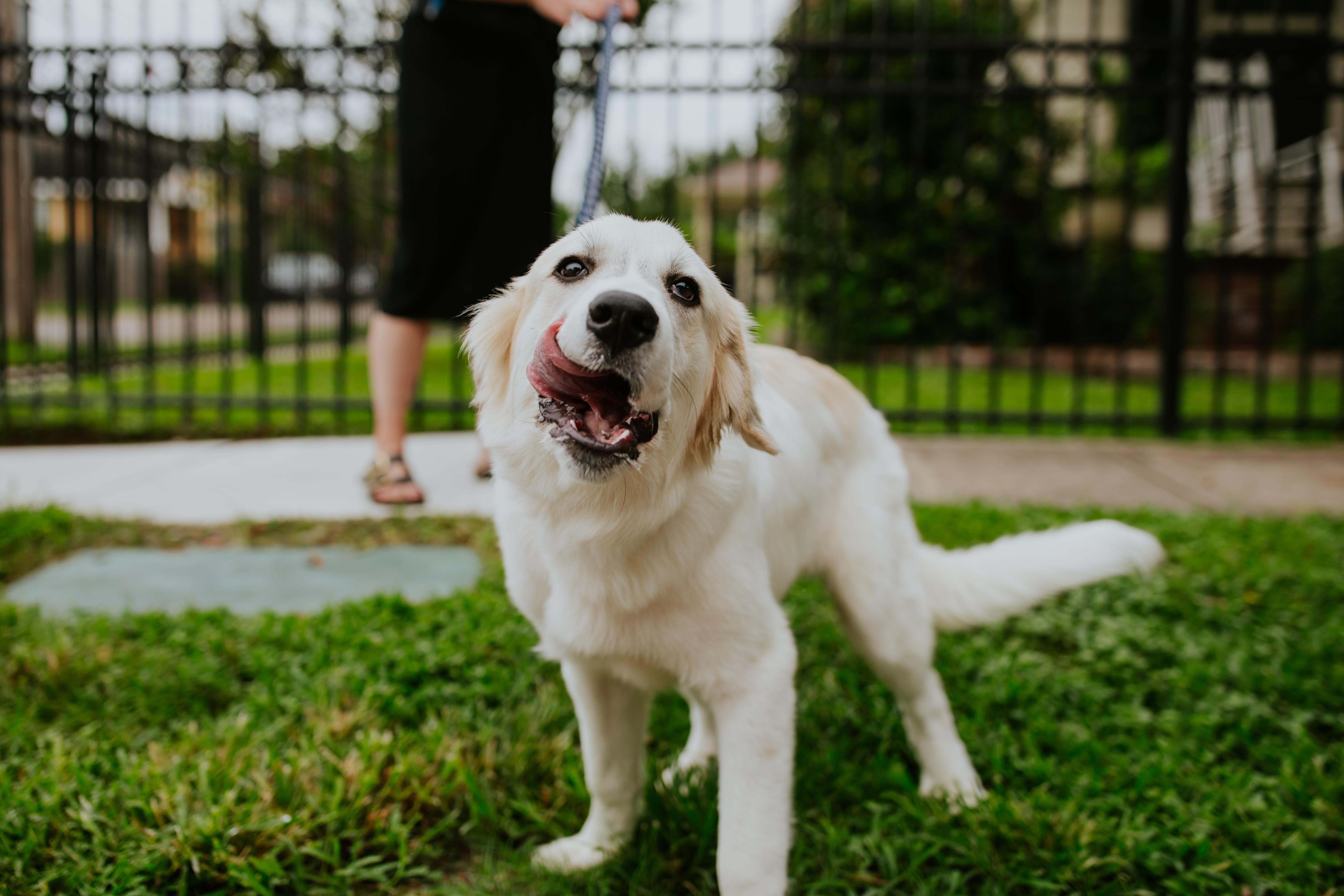 Enlarge Sailor, an adopted Great Pyrenees in New Orleans, LA image 5/6