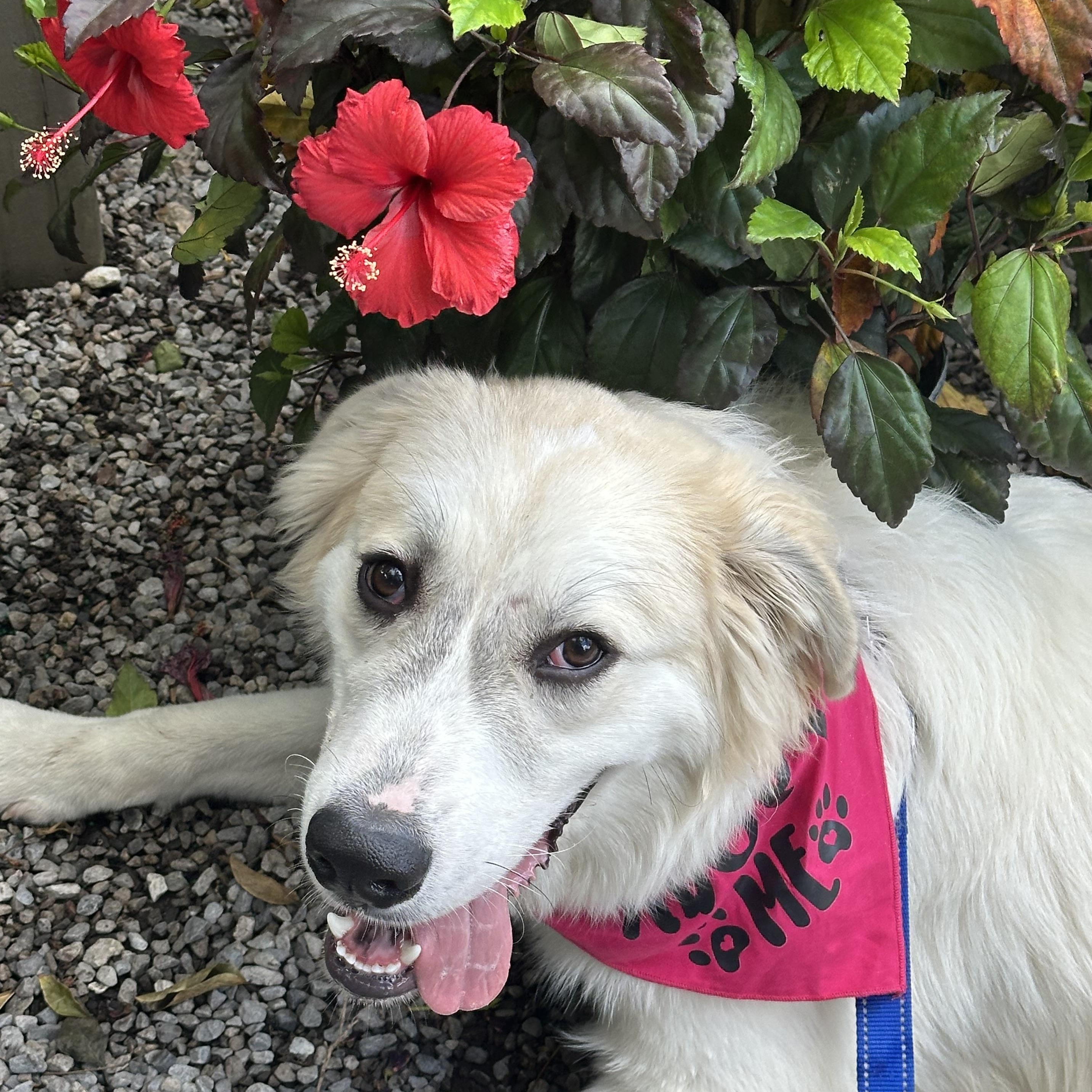 Enlarge Sailor, an adopted Great Pyrenees in New Orleans, LA image 1/6
