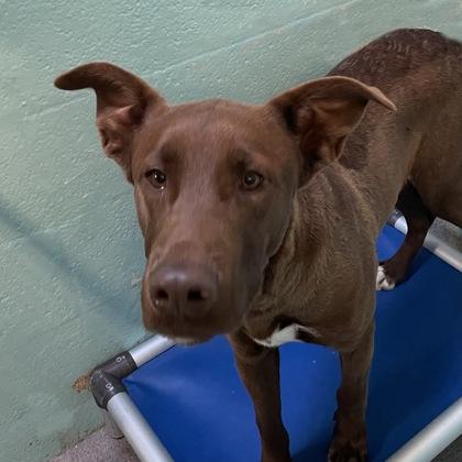 Enlarge Brownie, a ADOPTABLE mixed breed in Flagstaff, AZ image 1/1