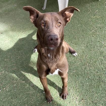 Enlarge Brownie, a ADOPTABLE mixed breed in Flagstaff, AZ image 1/2