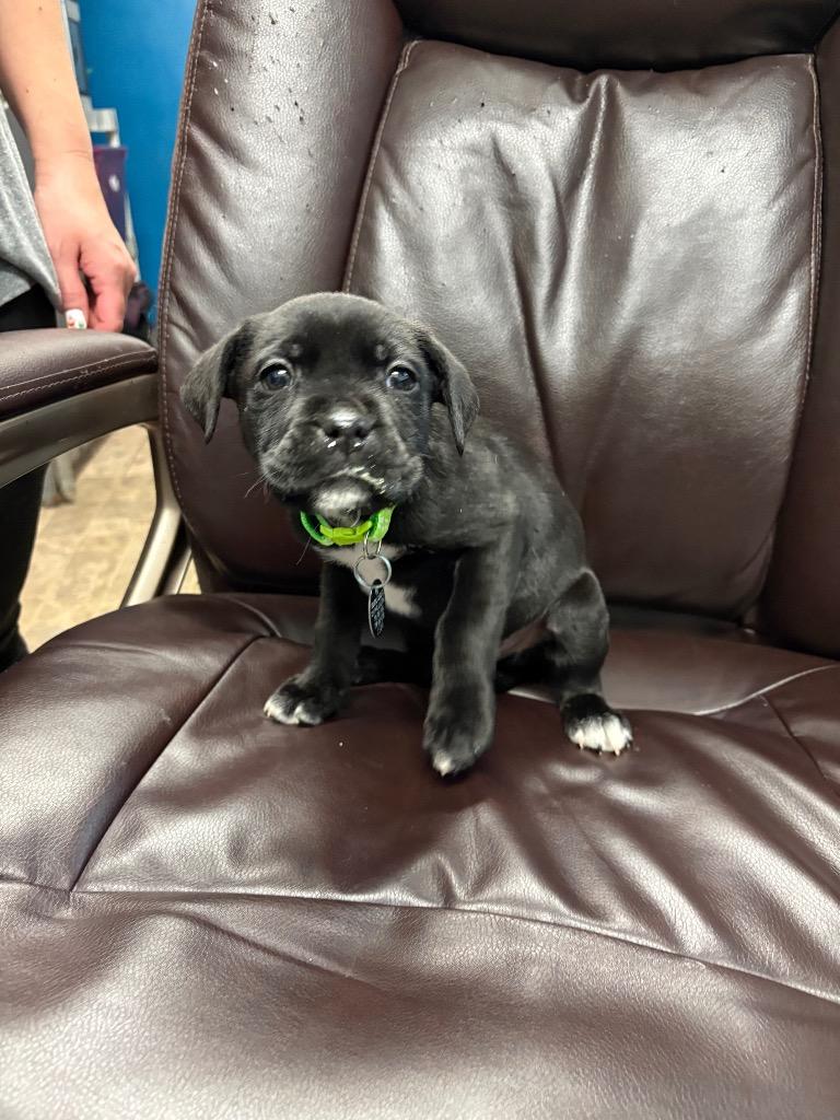 Geese a laying, Adoptable, Puppy Male Labrador Retriever & Boxer.