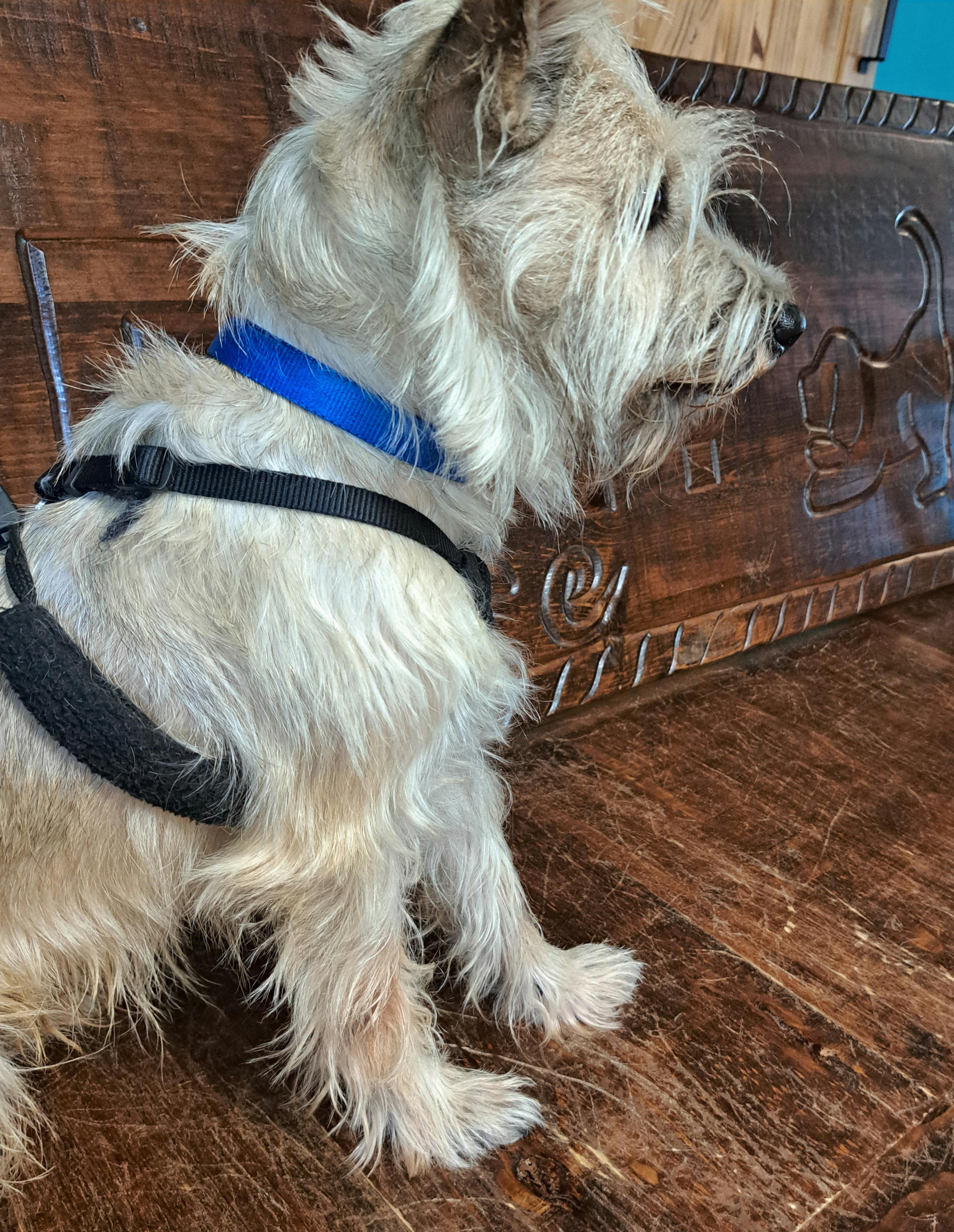 Enlarge Smooch, a Adoptable mixed breed in Burleson, TX image 4/6