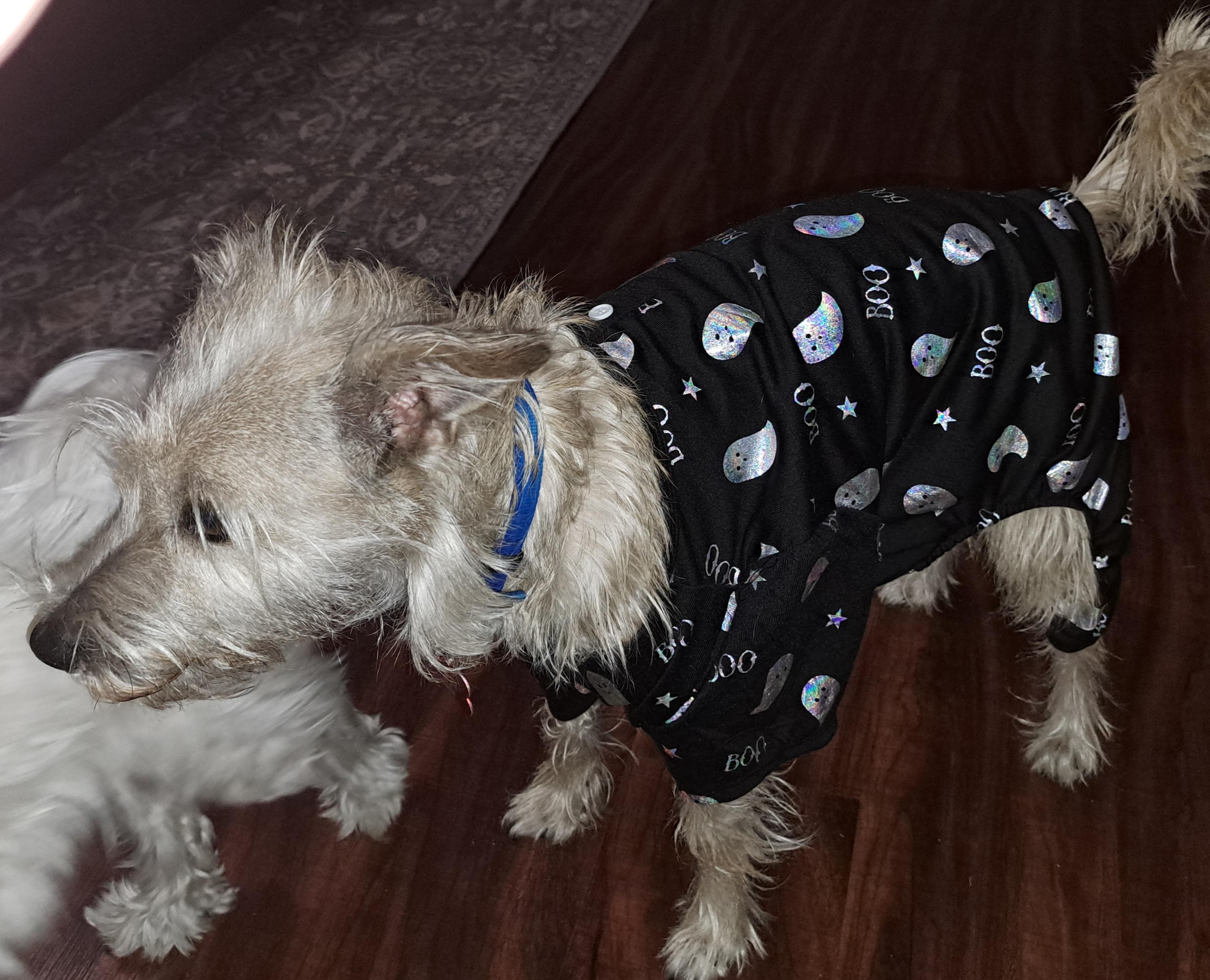 Enlarge Smooch, a Adoptable mixed breed in Burleson, TX image 1/6