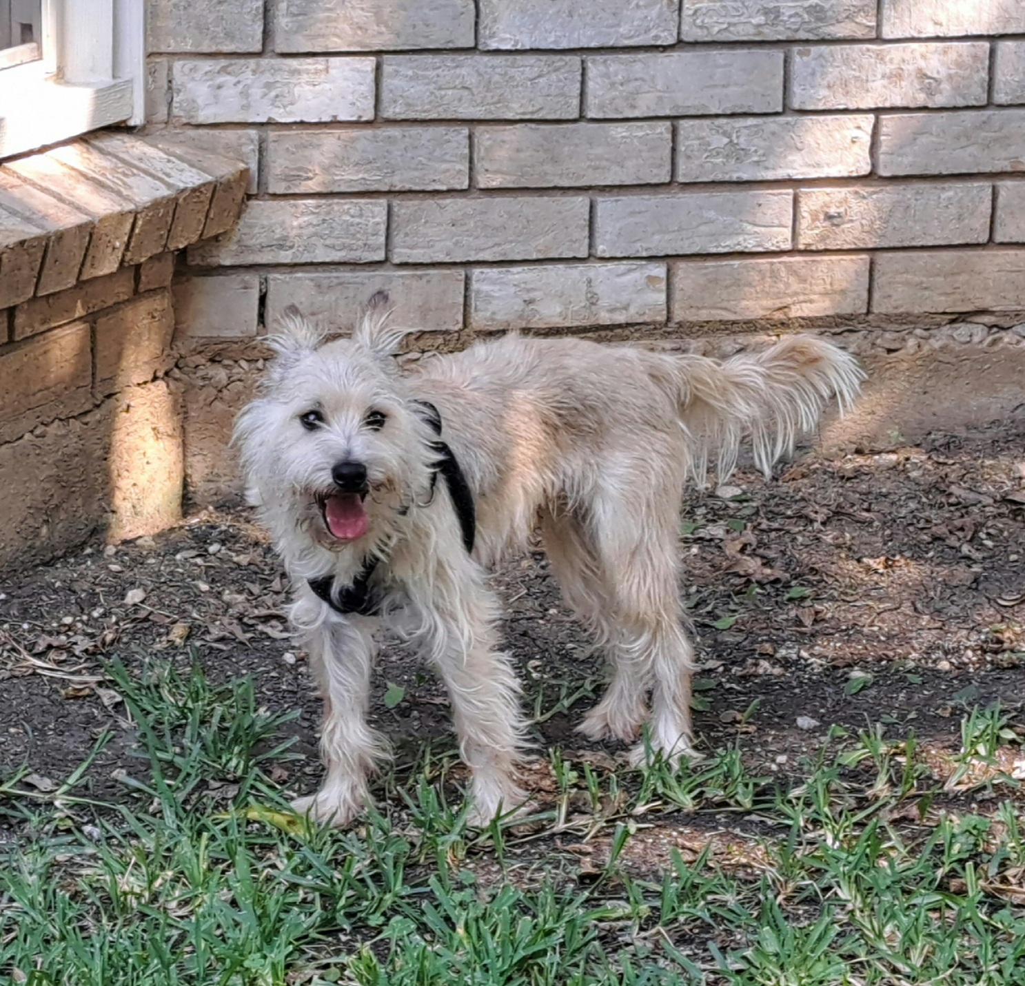 Enlarge Smooch, a Adoptable mixed breed in Burleson, TX image 5/6