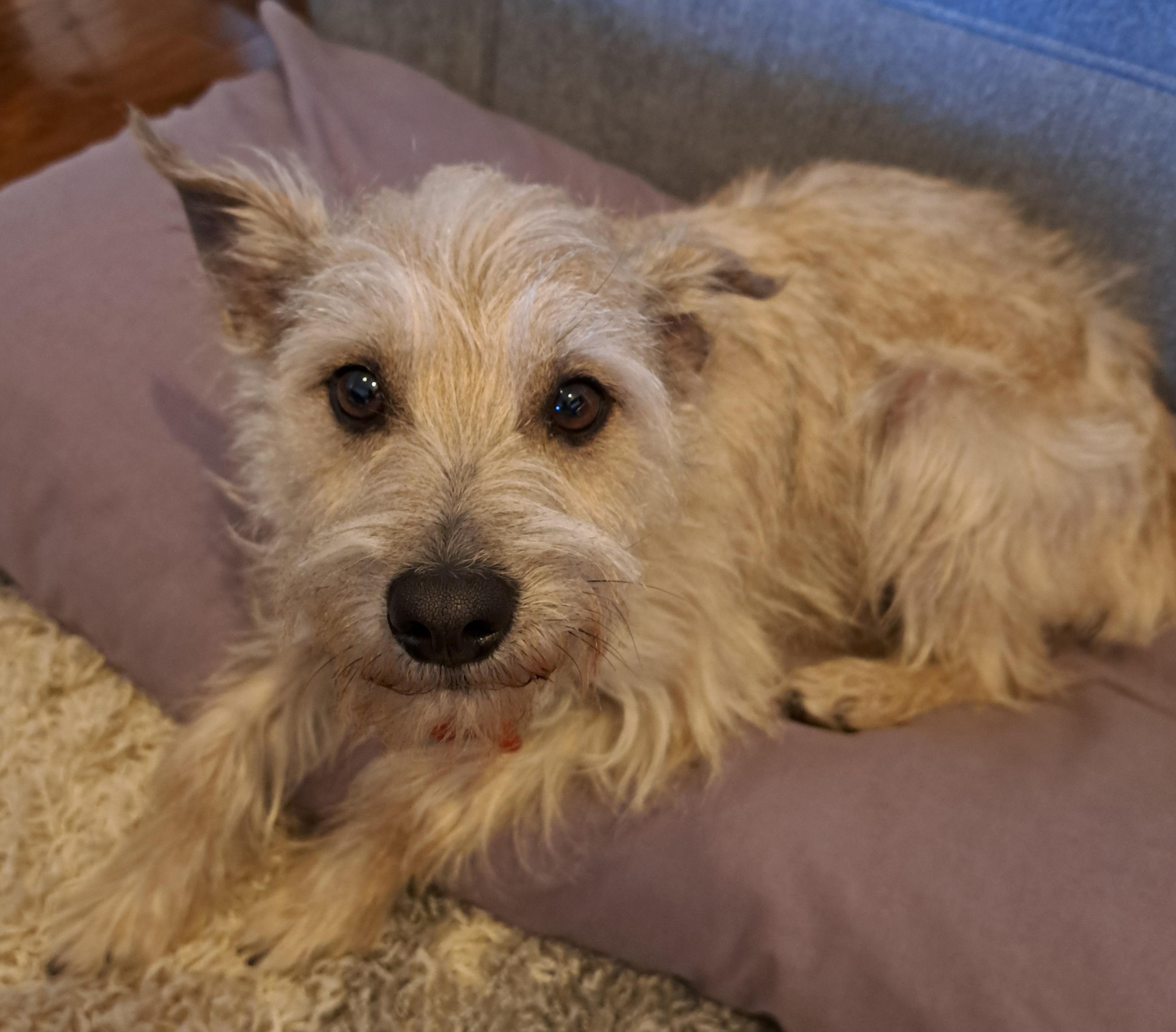 Smooch, Adoptable, Adult Male Cairn Terrier.