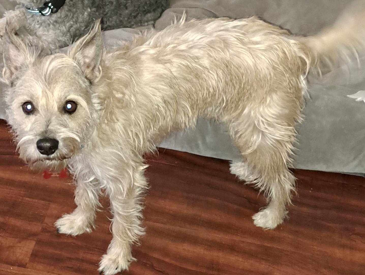 Smooch, an adopted mixed breed in Burleson, TX image 6/6