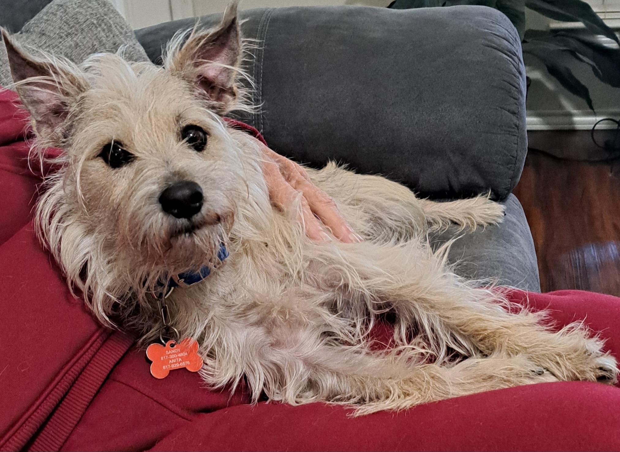 Enlarge Smooch, a Adoptable mixed breed in Burleson, TX image 2/6