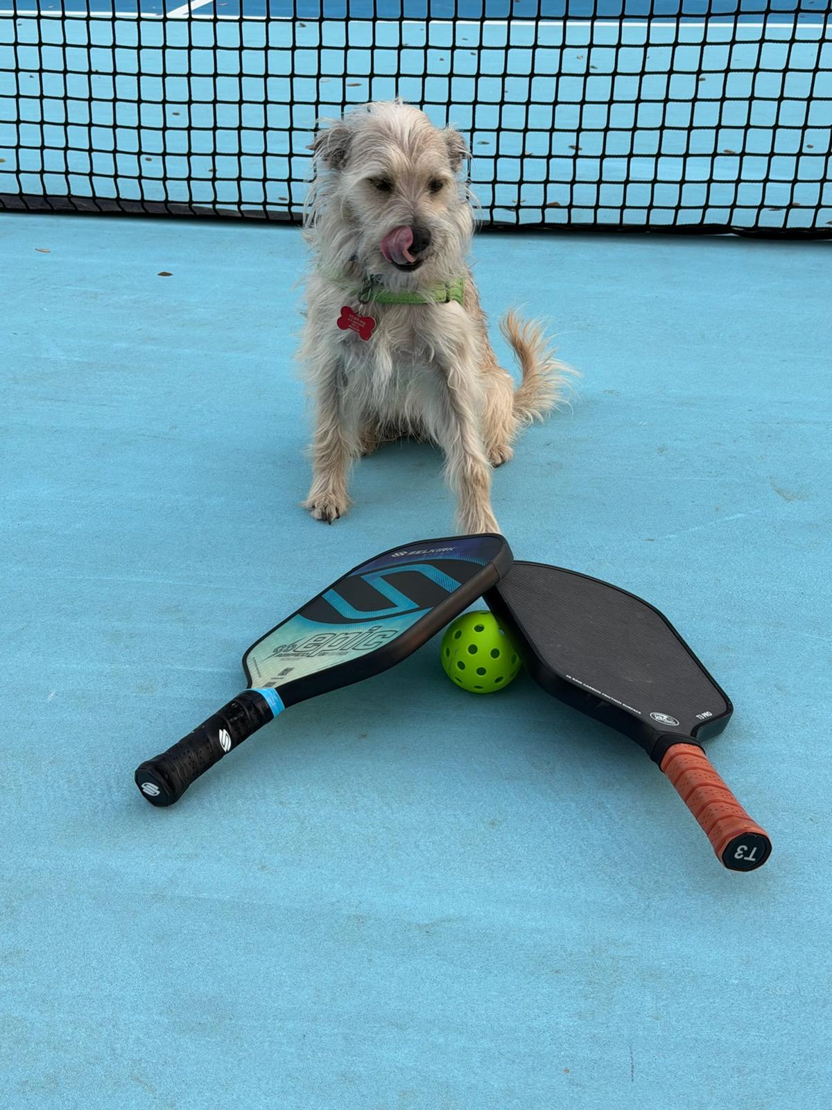 Smooch, an adopted mixed breed in Burleson, TX image 2/6