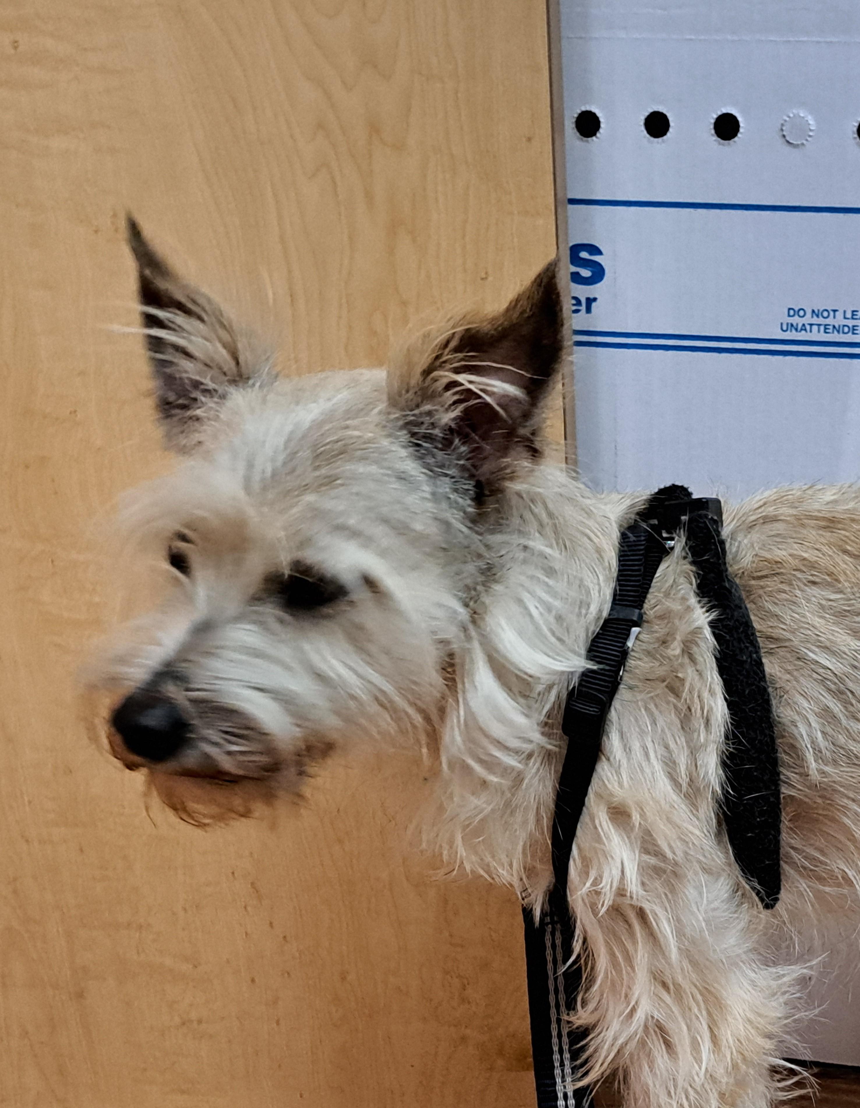 Smooch, Adoptable, Adult Male Cairn Terrier.