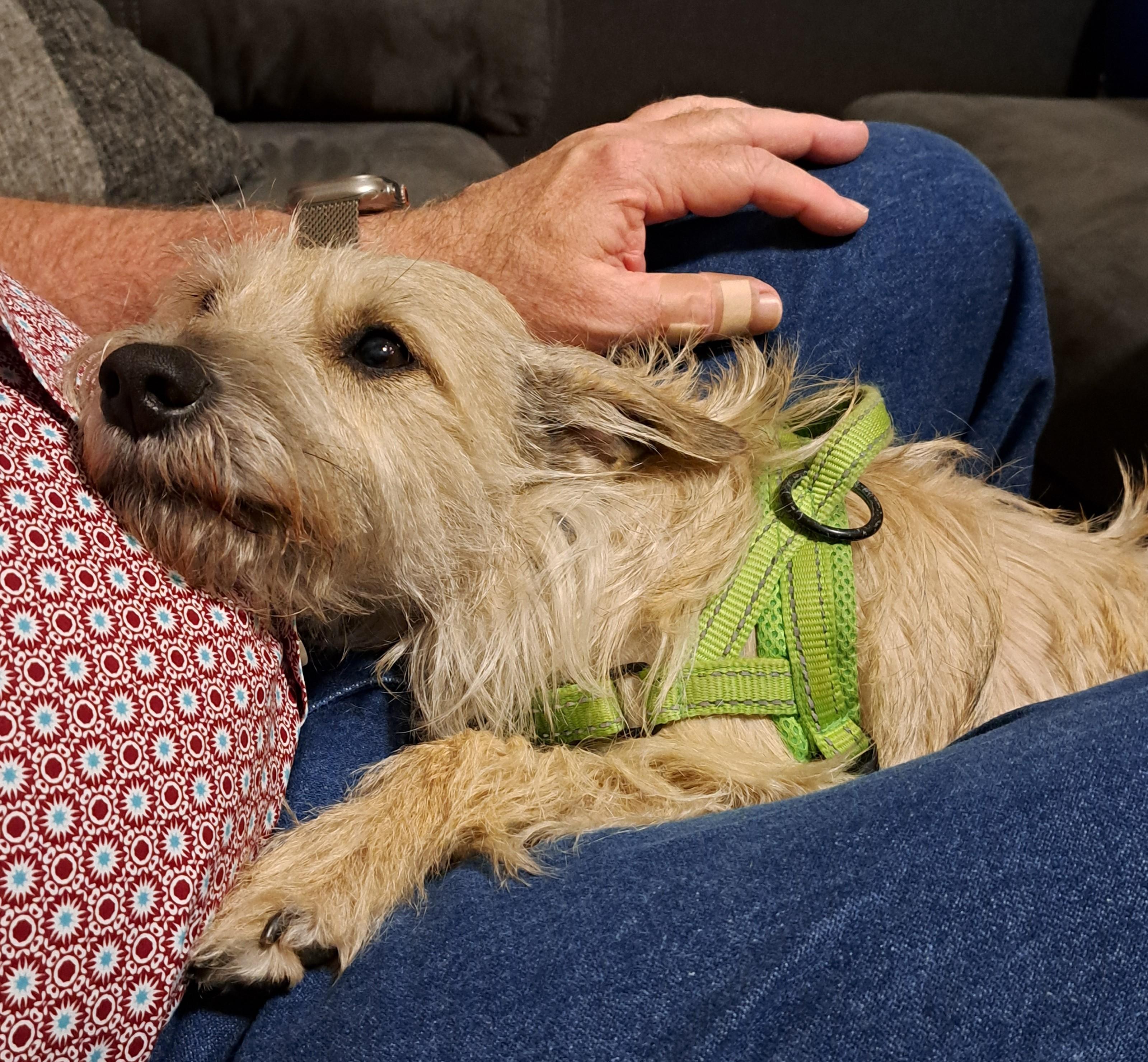 Smooch, an adopted mixed breed in Burleson, TX image 3/6