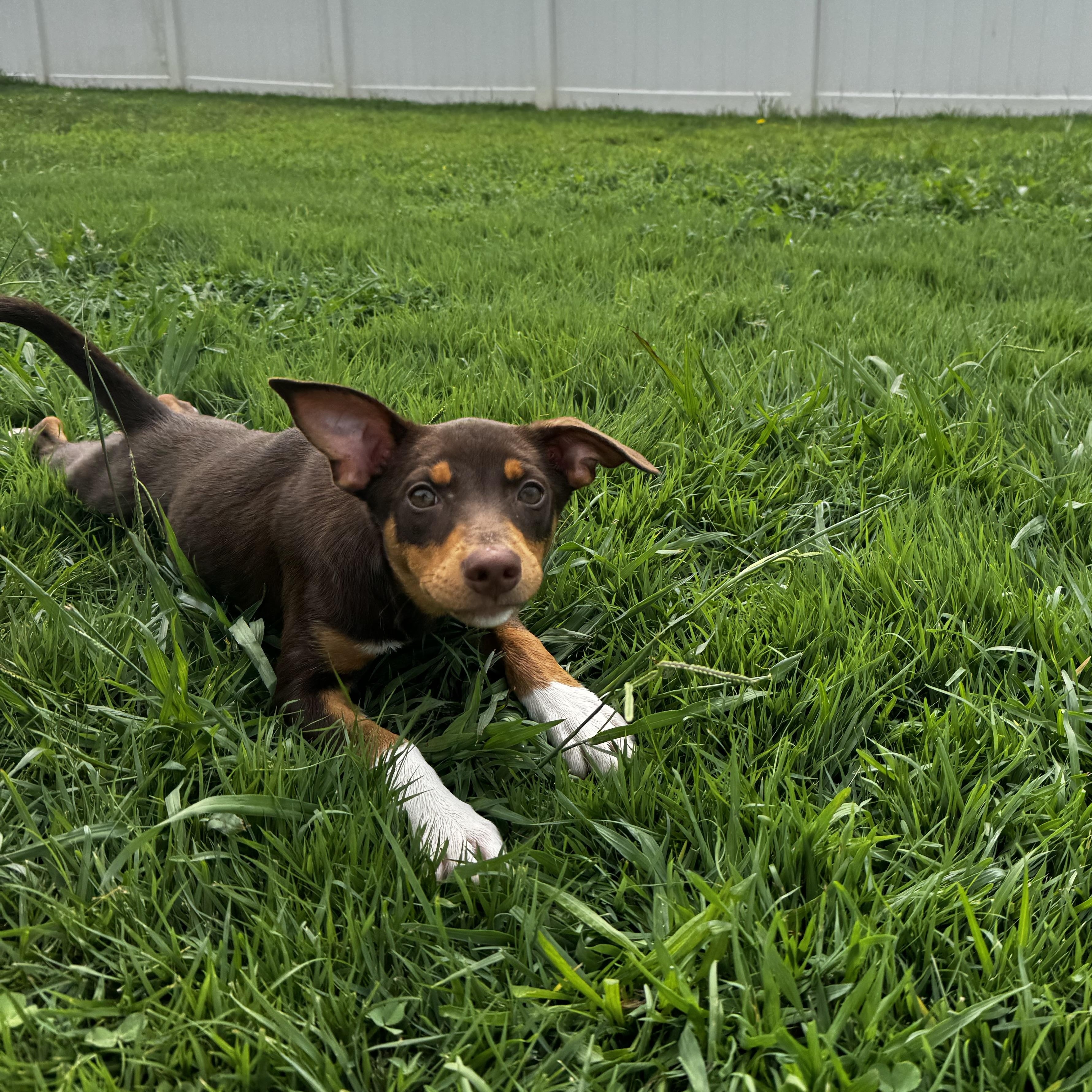 Jocelyn, a ADOPTABLE mixed breed in Rock Hill, SC image 1/6