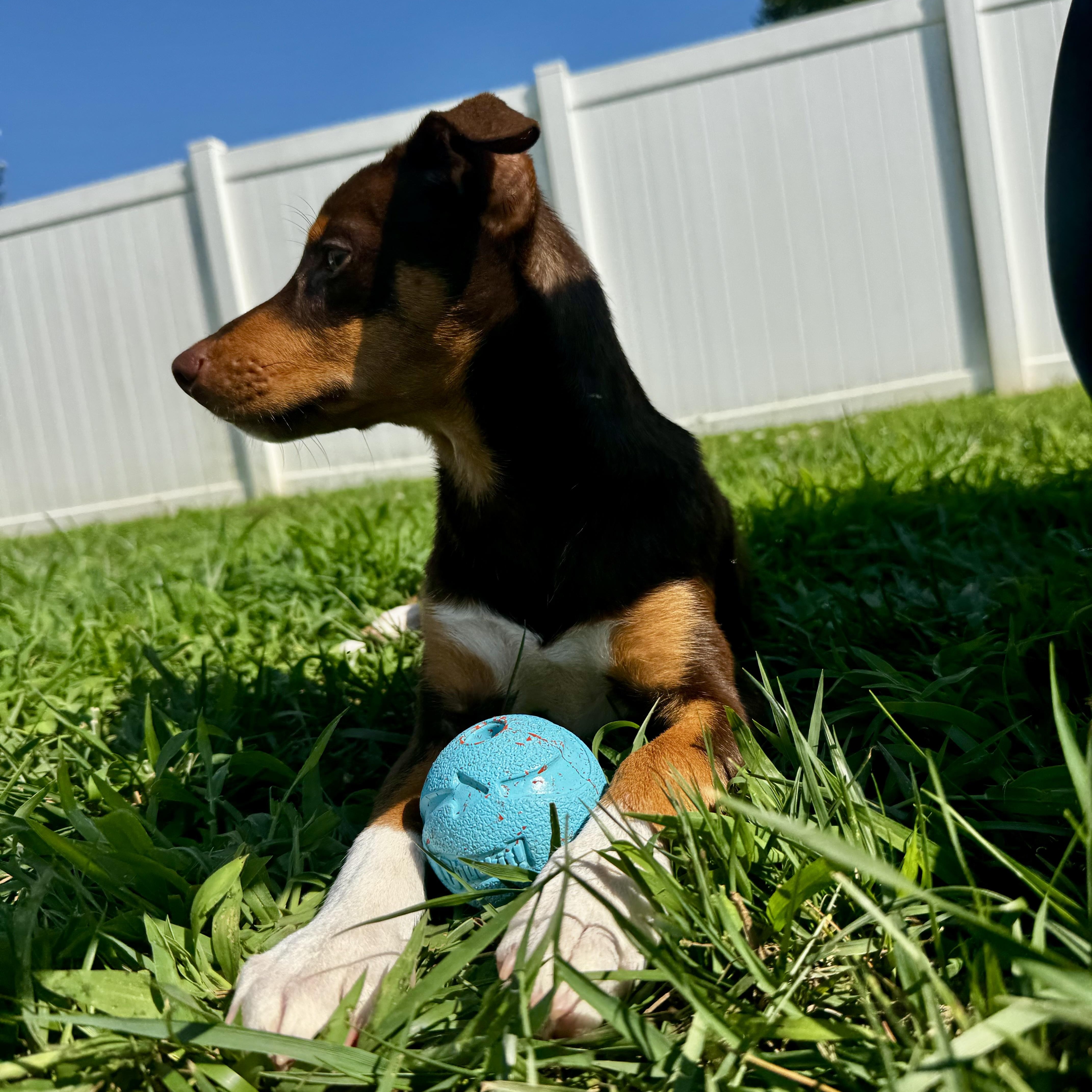 Jocelyn, a ADOPTABLE mixed breed in Rock Hill, SC image 4/6