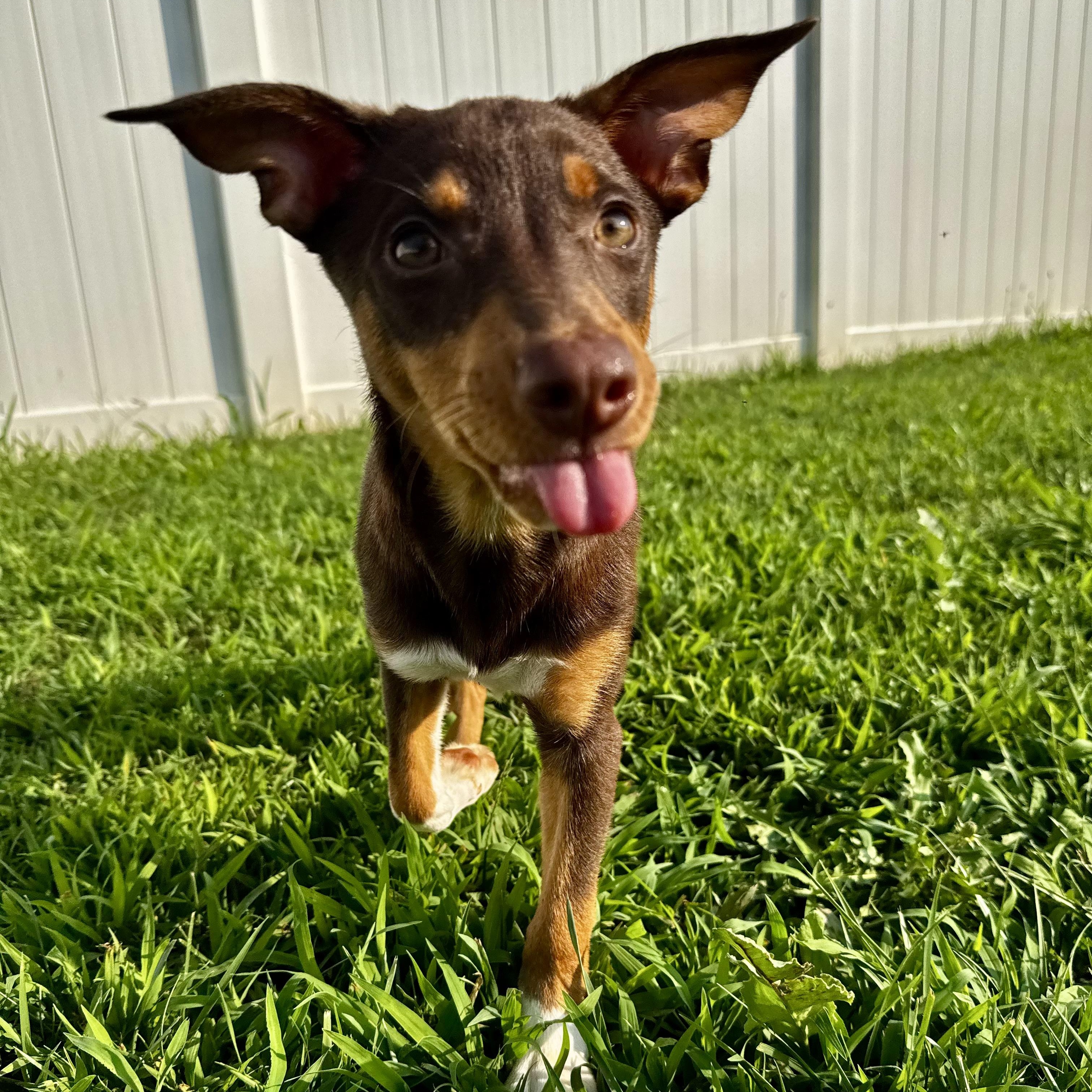 Jocelyn, a ADOPTABLE mixed breed in Rock Hill, SC image 2/6