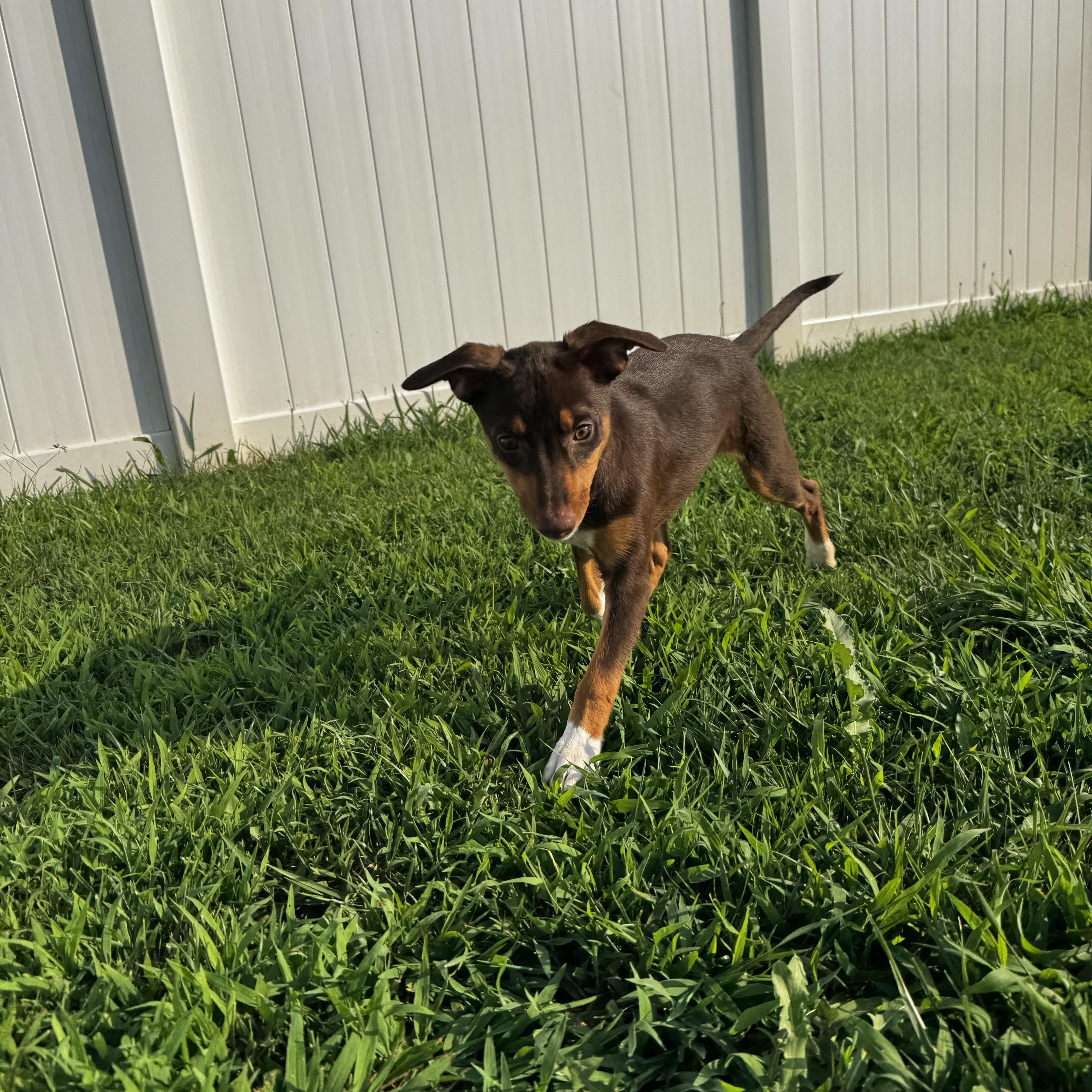 Jocelyn, a ADOPTABLE mixed breed in Rock Hill, SC image 5/6