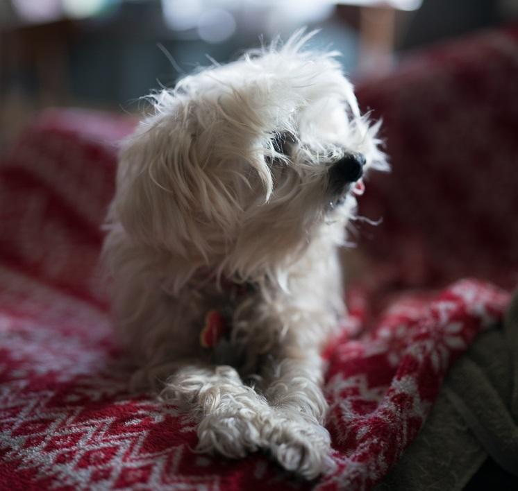 Sammy #cheery-lap-dog