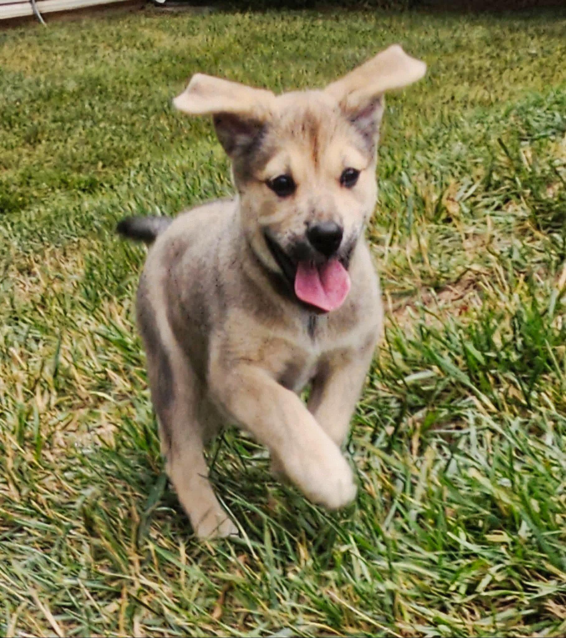 Enlarge Astrid, a ADOPTABLE mixed breed in Denver, NC image 2/6