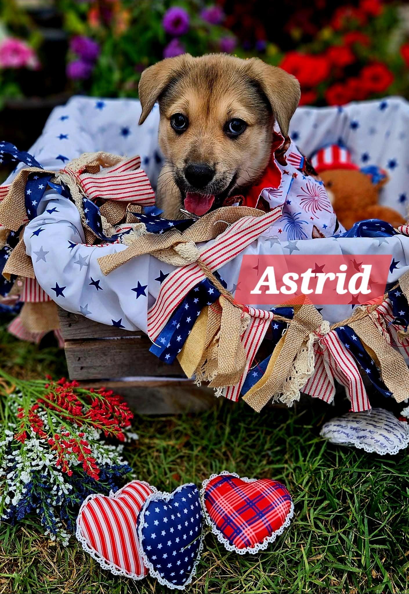 Astrid, ADOPTABLE, Puppy Female German Shepherd Dog.