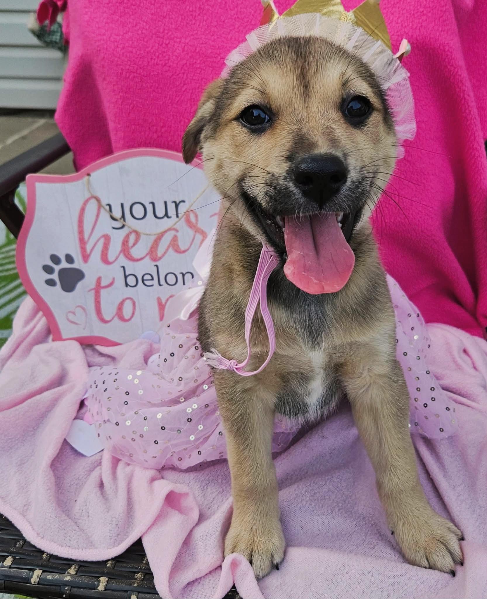 Enlarge Astrid, a ADOPTABLE mixed breed in Denver, NC image 4/6