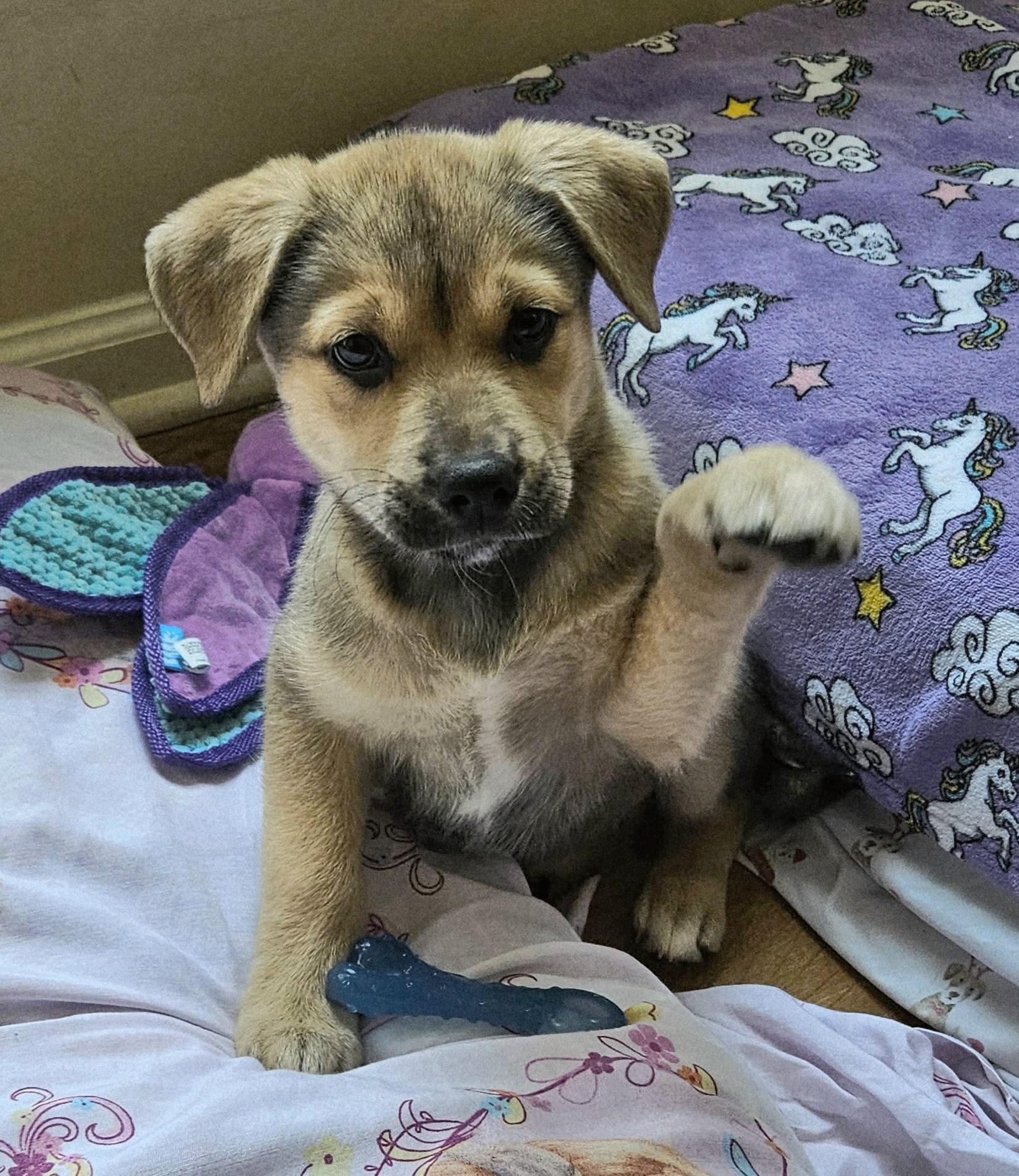 Enlarge Astrid, a ADOPTABLE mixed breed in Denver, NC image 5/6