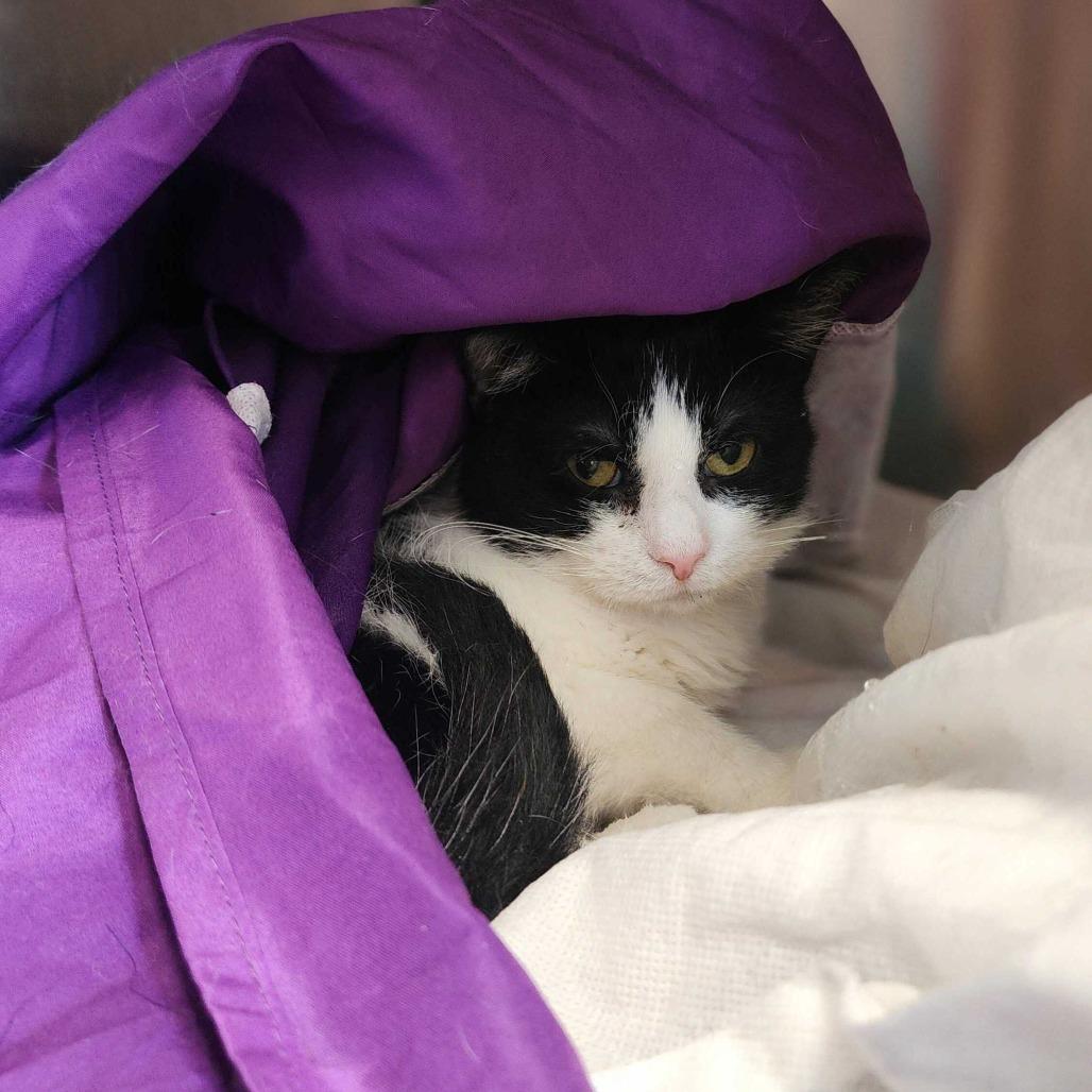 Enlarge WhimsiGoth, a Adoptable Domestic Short Hair in Davenport, IA image 1/6