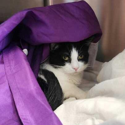 Enlarge WhimsiGoth, a Adoptable Domestic Short Hair in Davenport, IA image 2/6