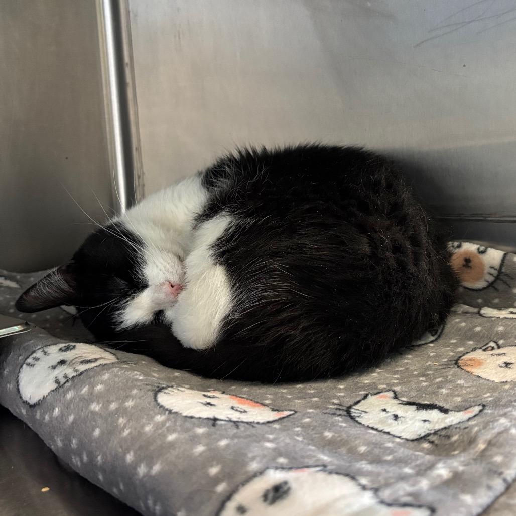 Enlarge WhimsiGoth, a Adoptable Domestic Short Hair in Davenport, IA image 3/6