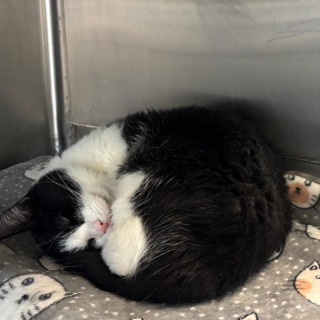 Enlarge WhimsiGoth, a Adoptable Domestic Short Hair in Davenport, IA image 4/6