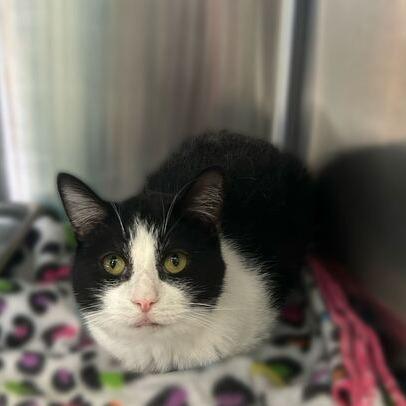 Enlarge WhimsiGoth, a Adoptable Domestic Short Hair in Davenport, IA image 5/6