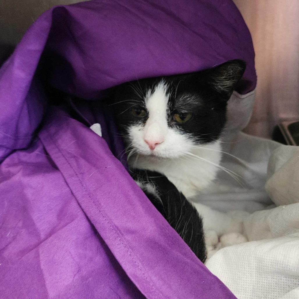 Enlarge WhimsiGoth, a Adoptable Domestic Short Hair in Davenport, IA image 6/6